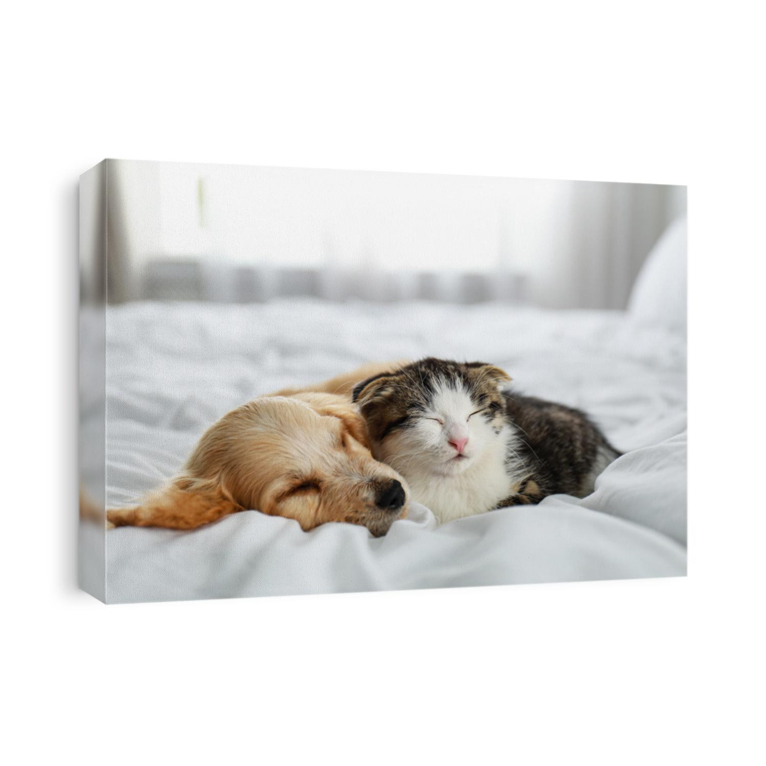 Adorable little kitten and puppy sleeping on bed indoors