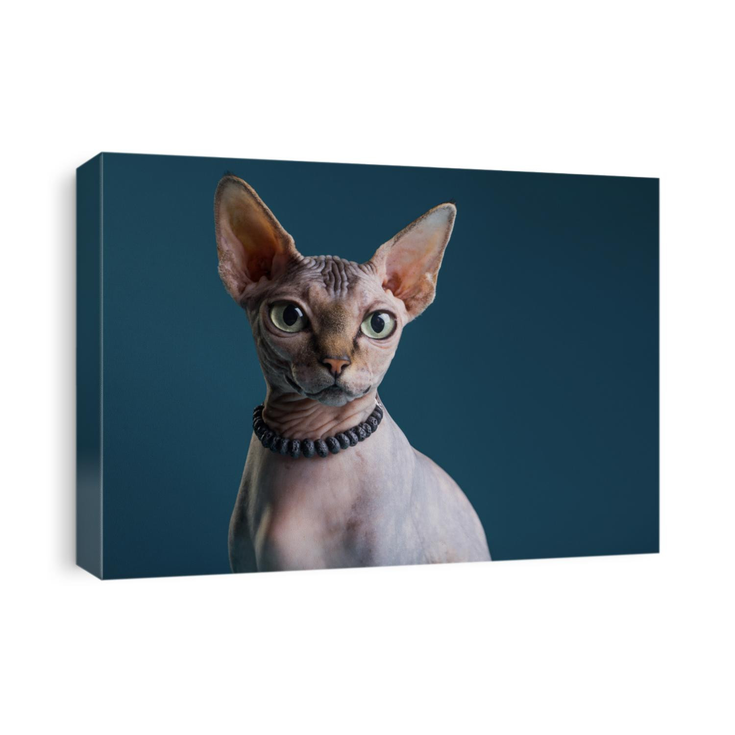 Fashion beauty Sphinx cat  is wearing 
beads. Bald cat wears jewelry. Hairless fashion cat likes gems jewelry. Naked cat in a collar posing in a photo studio. 