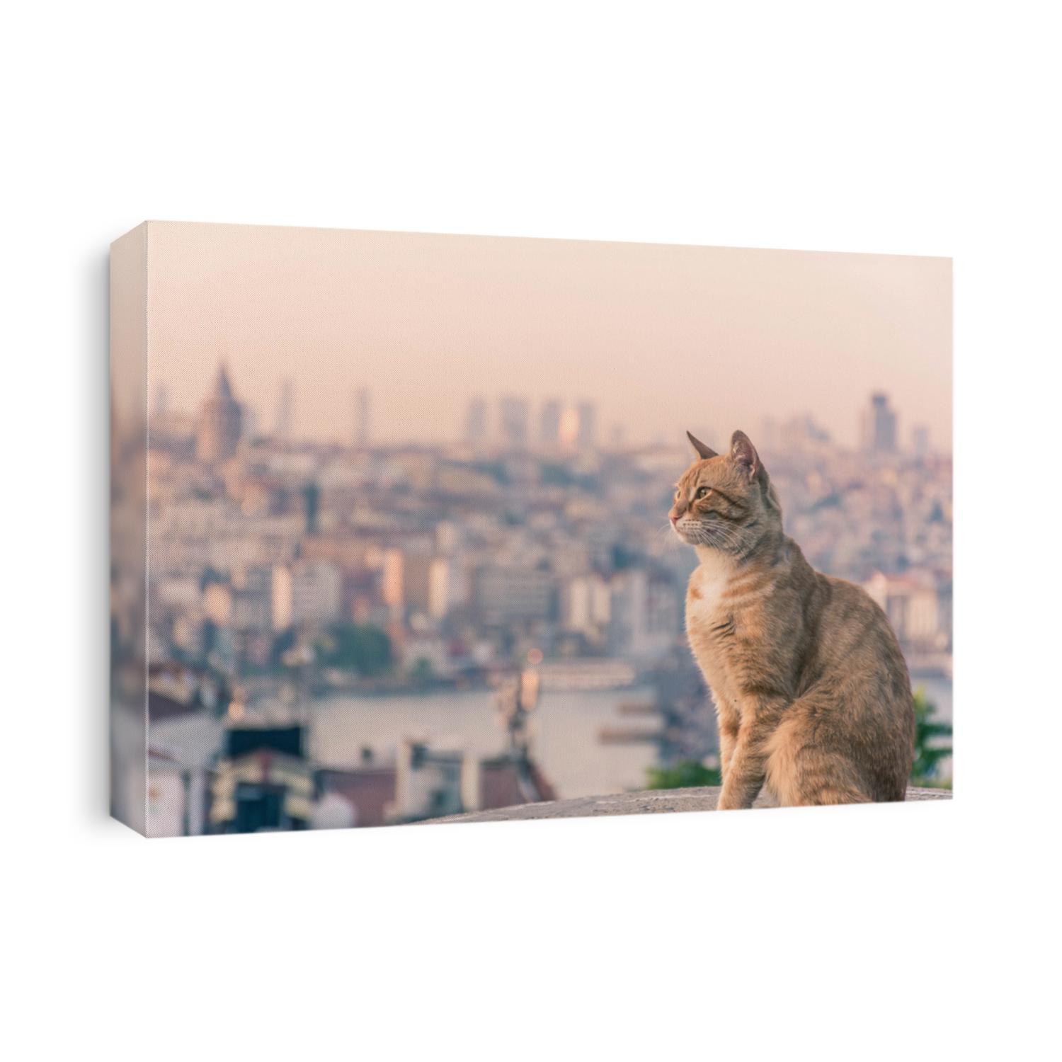 Yellow cats of Istanbul from the top of the grand valide khan. Behind the cat you can see the golden horn and mosque view of Istanbul, Turkey