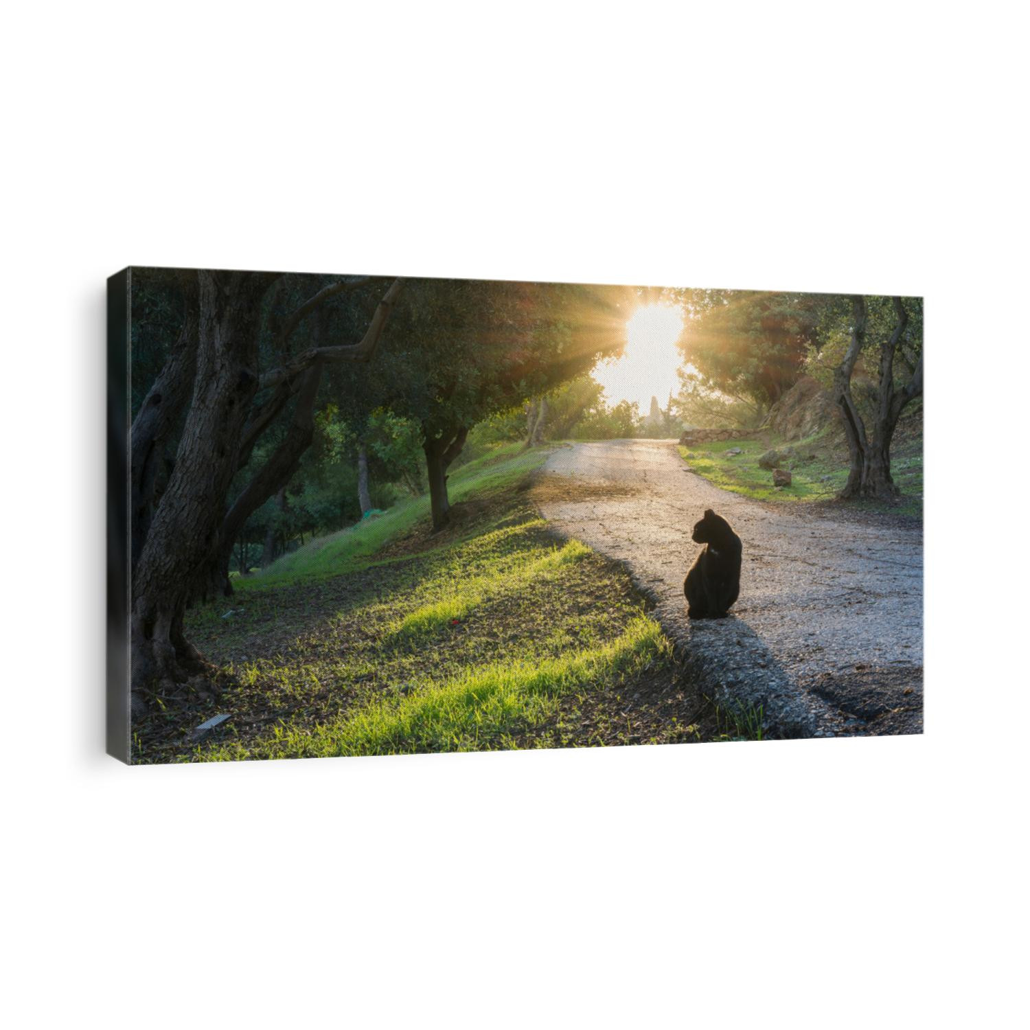 Beautiful black cat on a path through a mediterranean olive grove, with a morning sun bursting through the trees; Jerusalem Israel