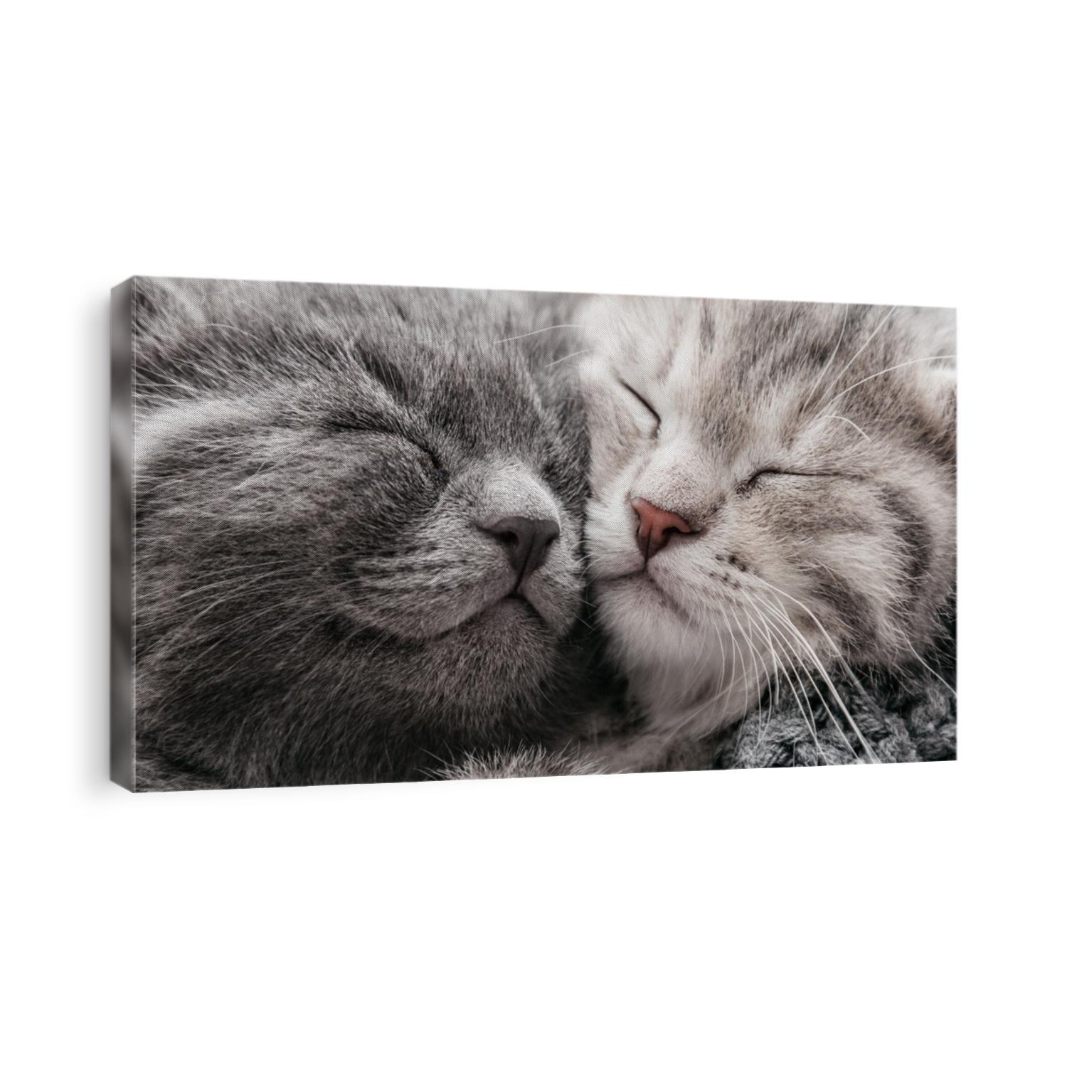 Couple happy kittens sleep relax together. Kitten family in love. Adorable kitty noses for Valentine s Day.Long web banner close up. Cozy home animal sleeping comfortably