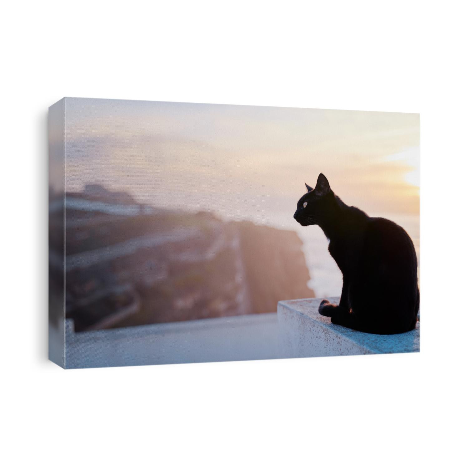 Cute cat sitting on ocean view point promenade.