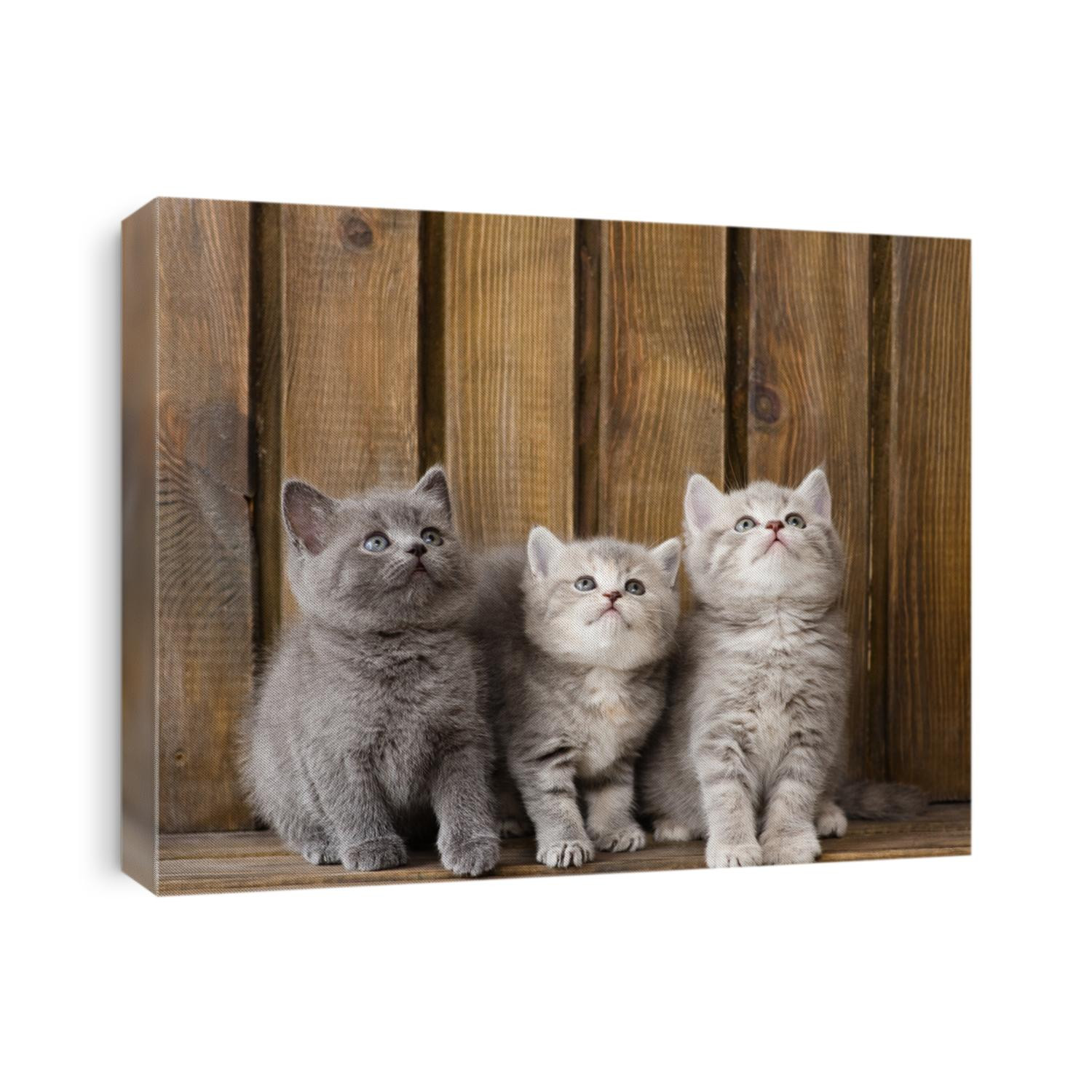 group british shorthair kittens looking up