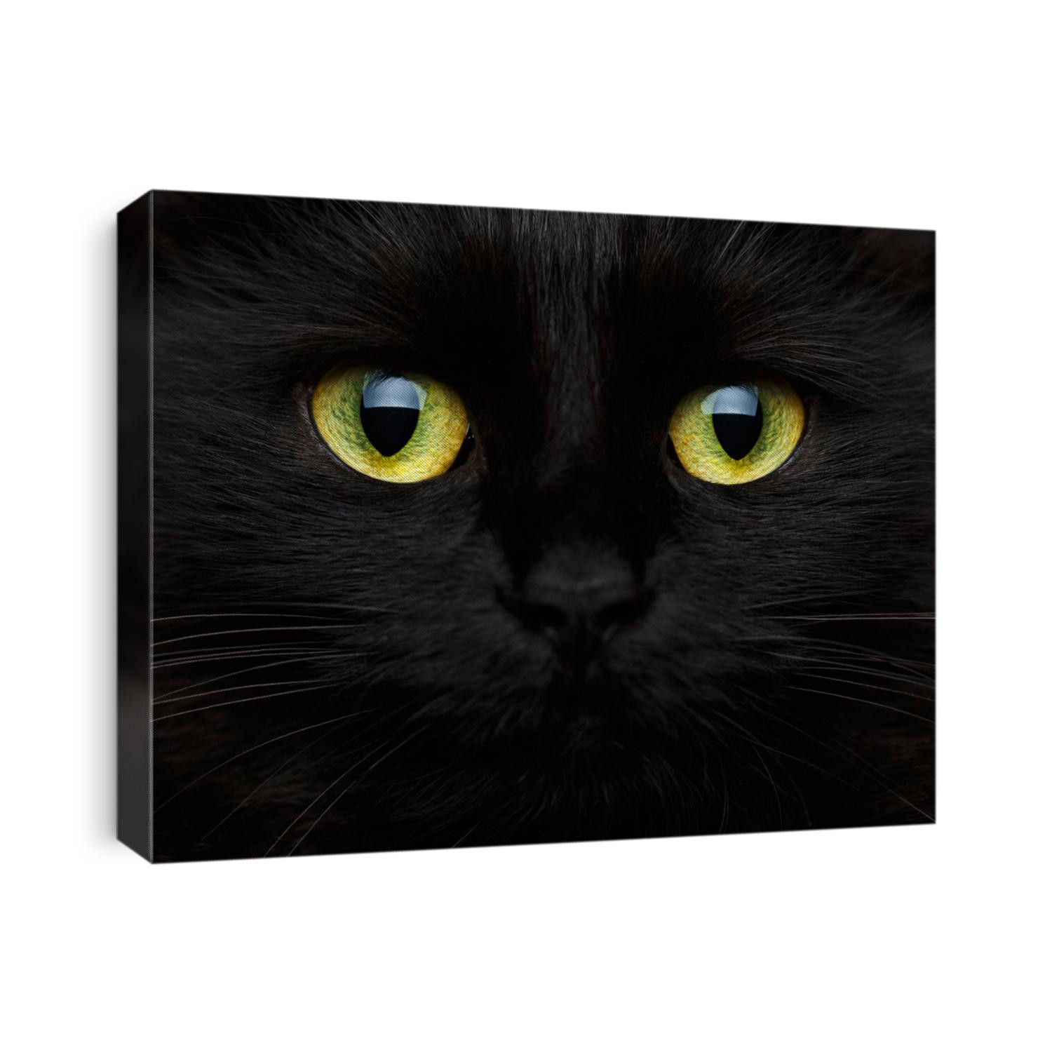 Cute muzzle of a black cat closeup