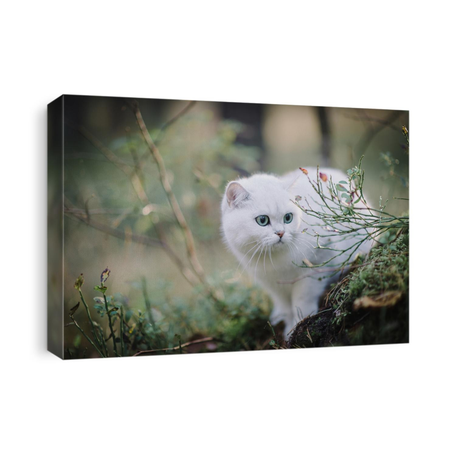 silver shaded british short hair cat in the autumn forest