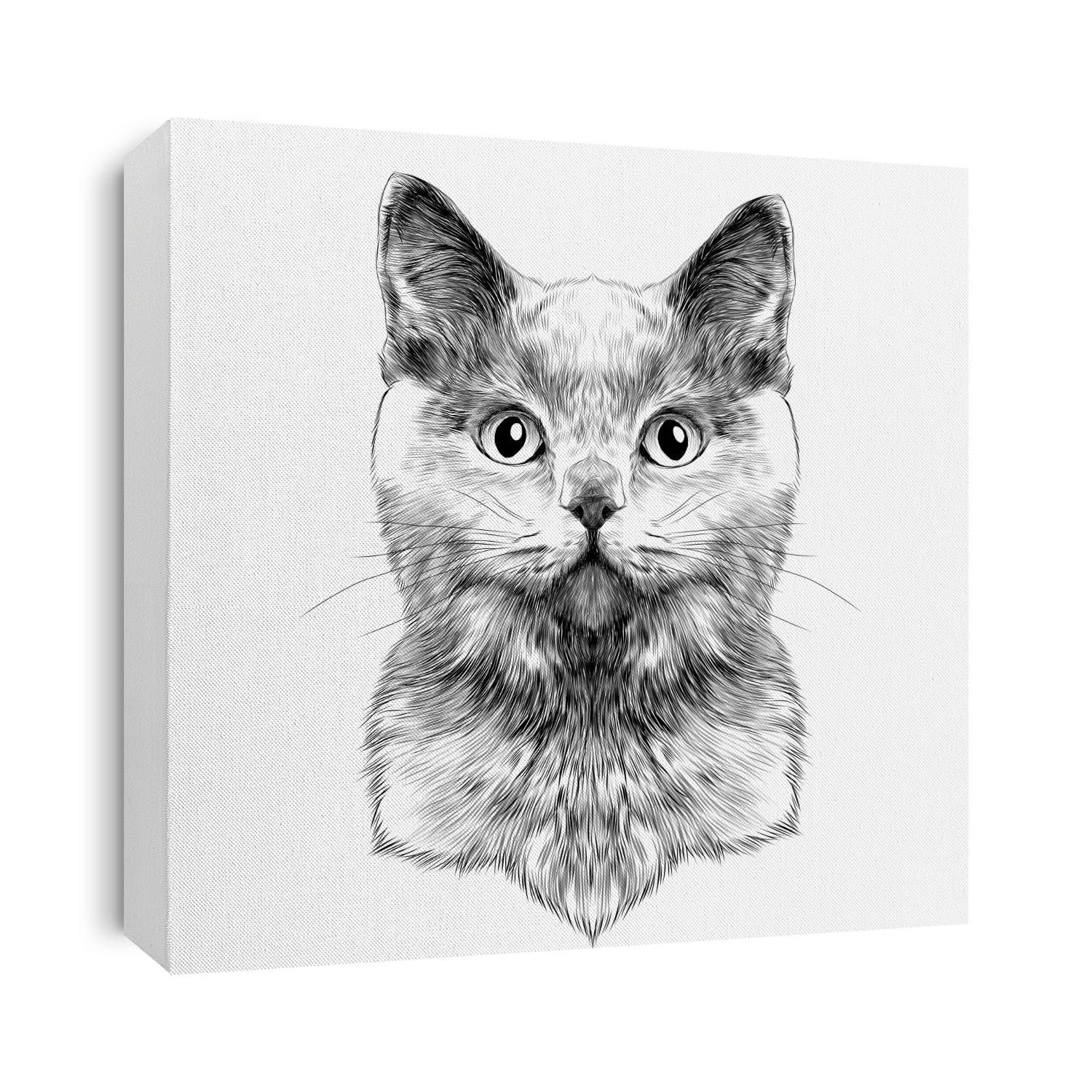 cat breed British Shorthair face sketch vector black and white drawing