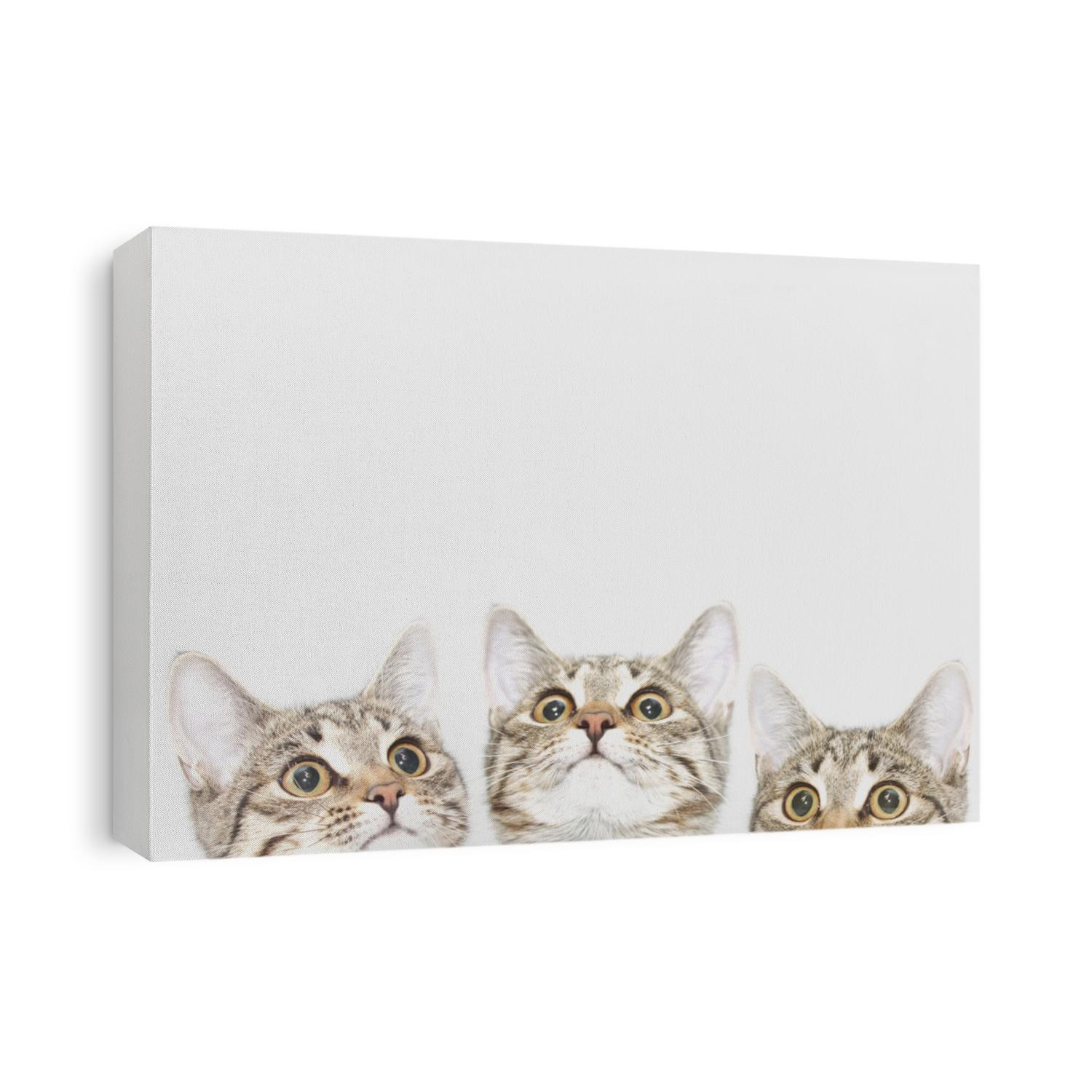 Three cute kittens are waiting to be fed (or likes). Curious cats faces looking up