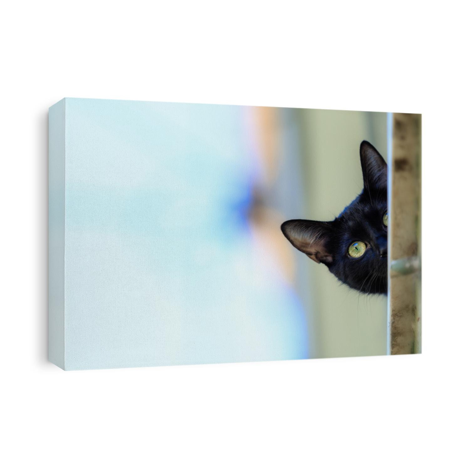 black cat is a domestic cat with black fur that may be a mixed or specific breed. The Cat   recognizes 22 cat breeds that can come with solid black coats. The Bombay breed is exclusively black. 