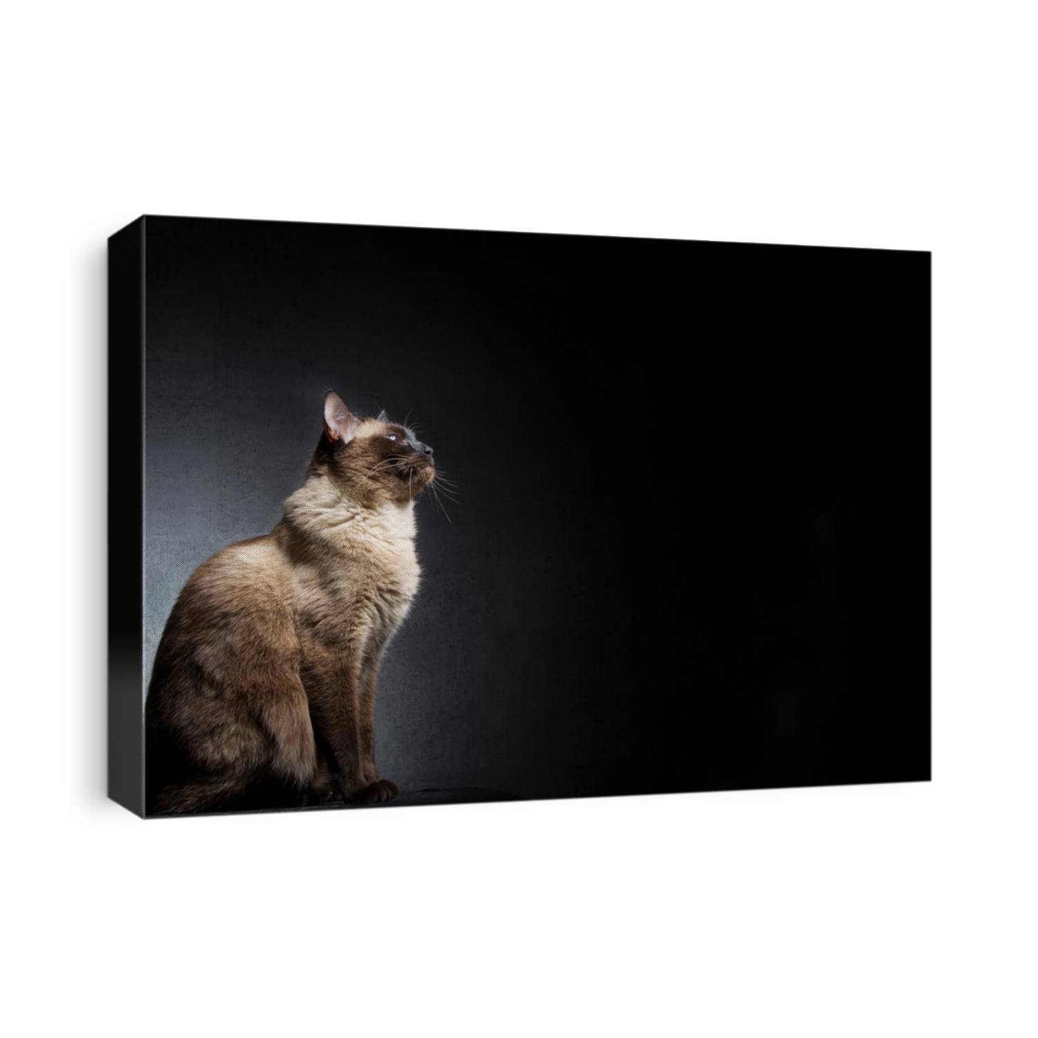 Silhouette of a cat in profile on a dark background. Siamese cat is sitting