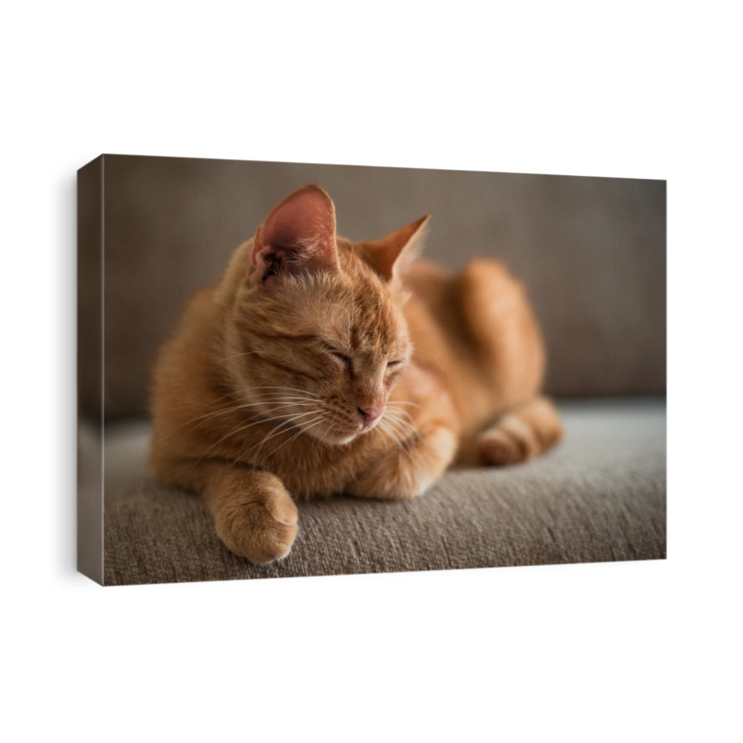 a ginger tabby cat is lying on a sofa at home