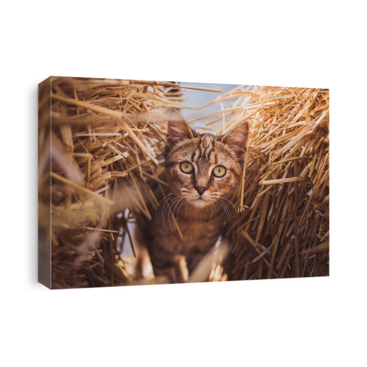 Adorable young brown cat peaks through hay stacks at a local farm