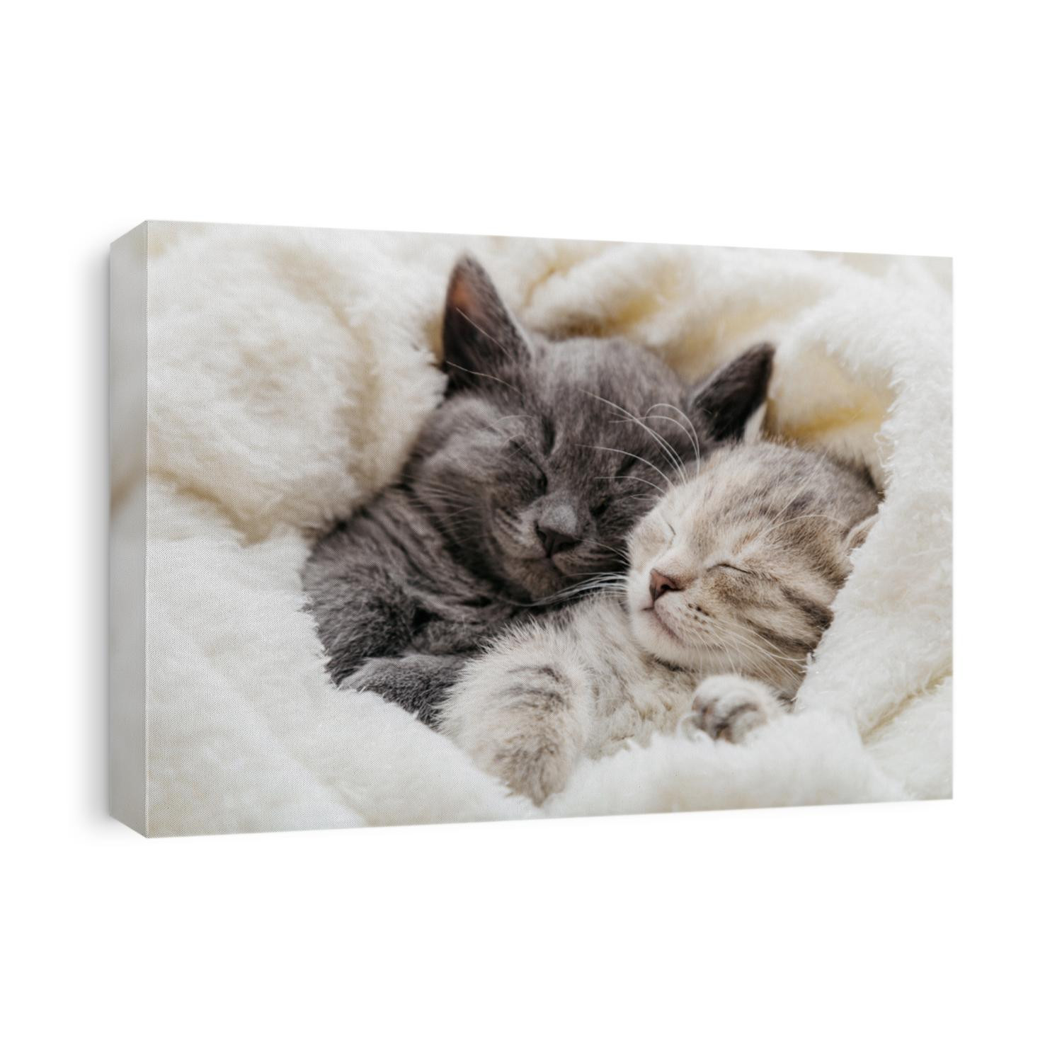 2 sleepy kittens with paws sleep comfortably in white blanket. Family couple cats resting together. Two gray and tabby beautiful domestic kitten in love hugging.