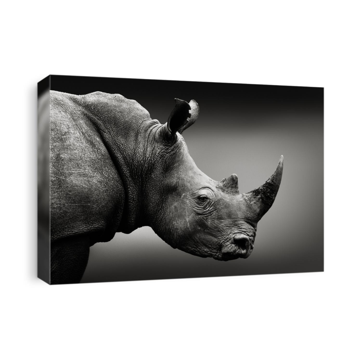 Highly alerted rhinoceros, black and white, monochrome portrait. Fine art, South Africa. Ceratotherium simum