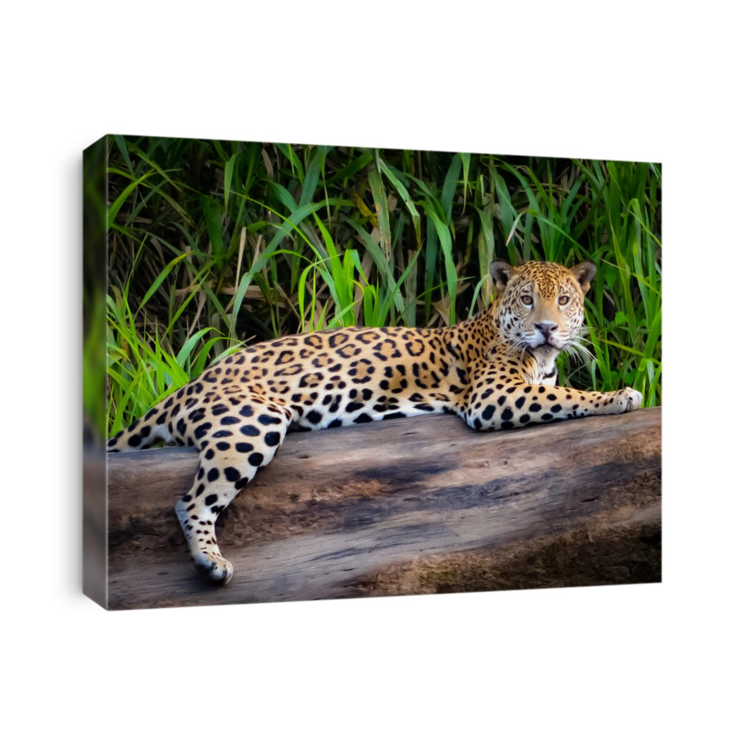 A Jaguar relaxes on a tree trunk on the banks of the Tambopata river, in the Peruvian Amazon