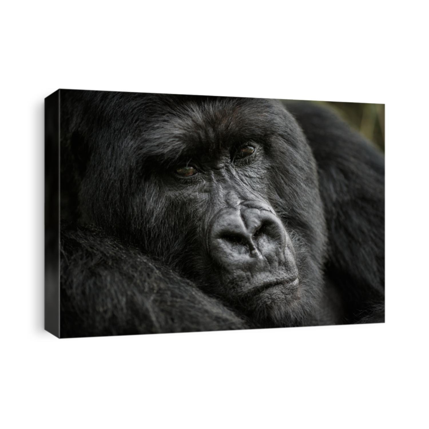 Wild mountain gorilla in the nature habitat. Very rare and endangered animal close up. African wildlife.Big and charismatic creature. Mountain gorillas. Gorilla beringei beringei.