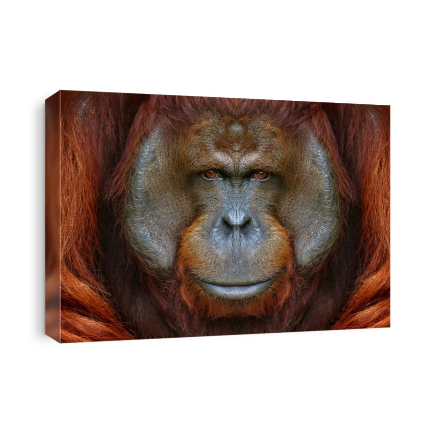 Eye to eye with orangutan.