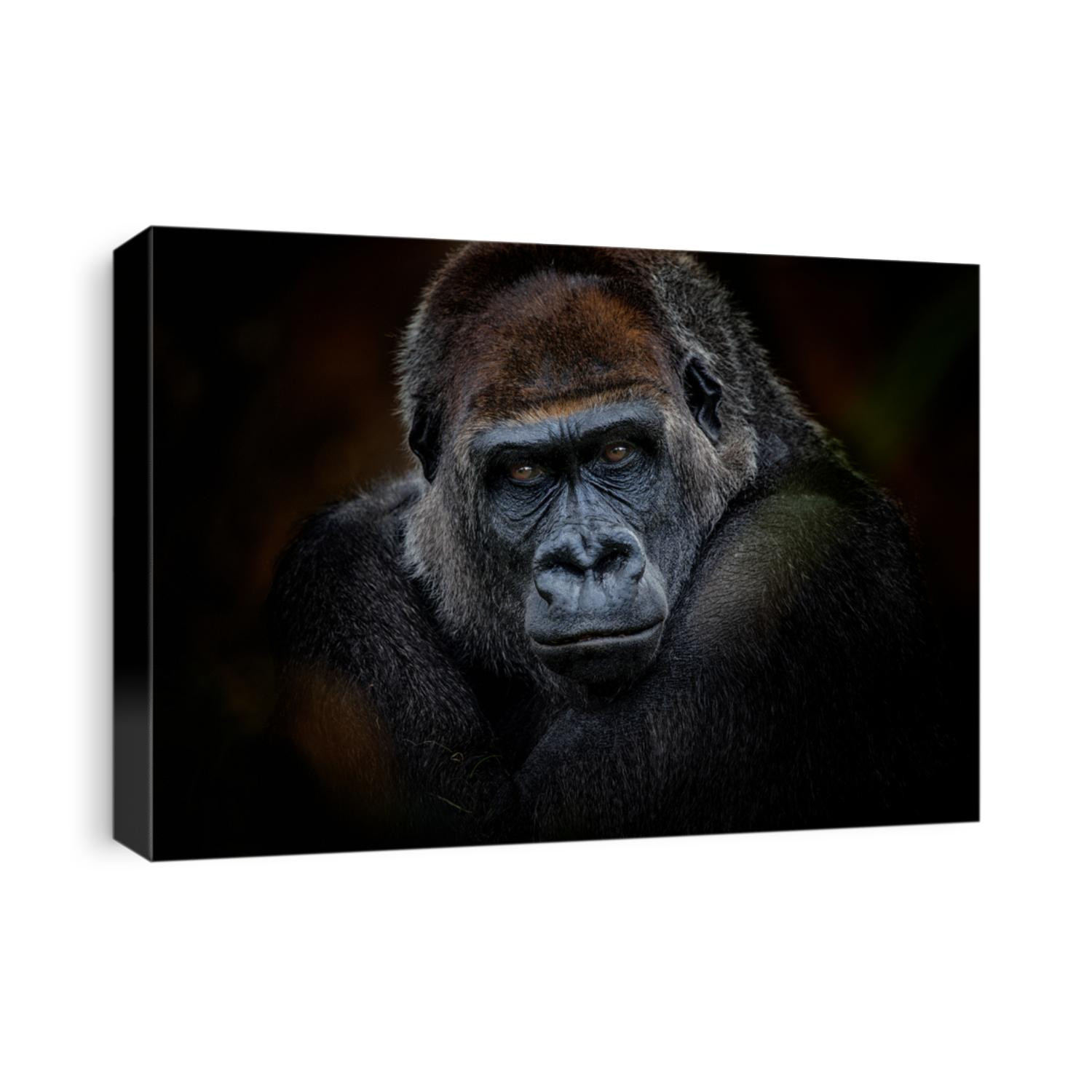 Portrait of gorilla dark background 
