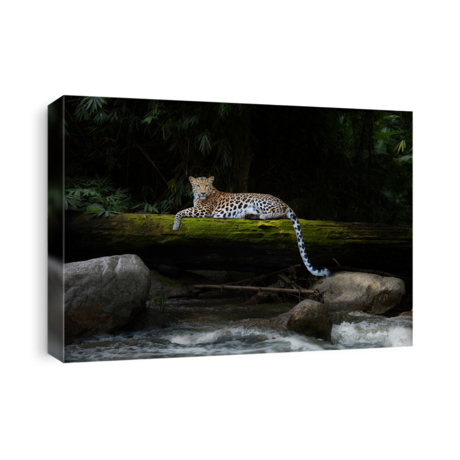 Leopard relax in the rain forest on the timber with moss and looking camera
