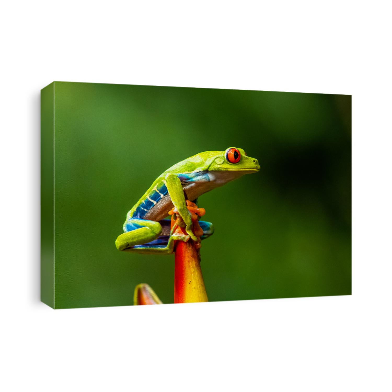 Red-eyed Tree Frog, Agalychnis callidryas, sitting on the green leave in tropical forest in Costa Rica.