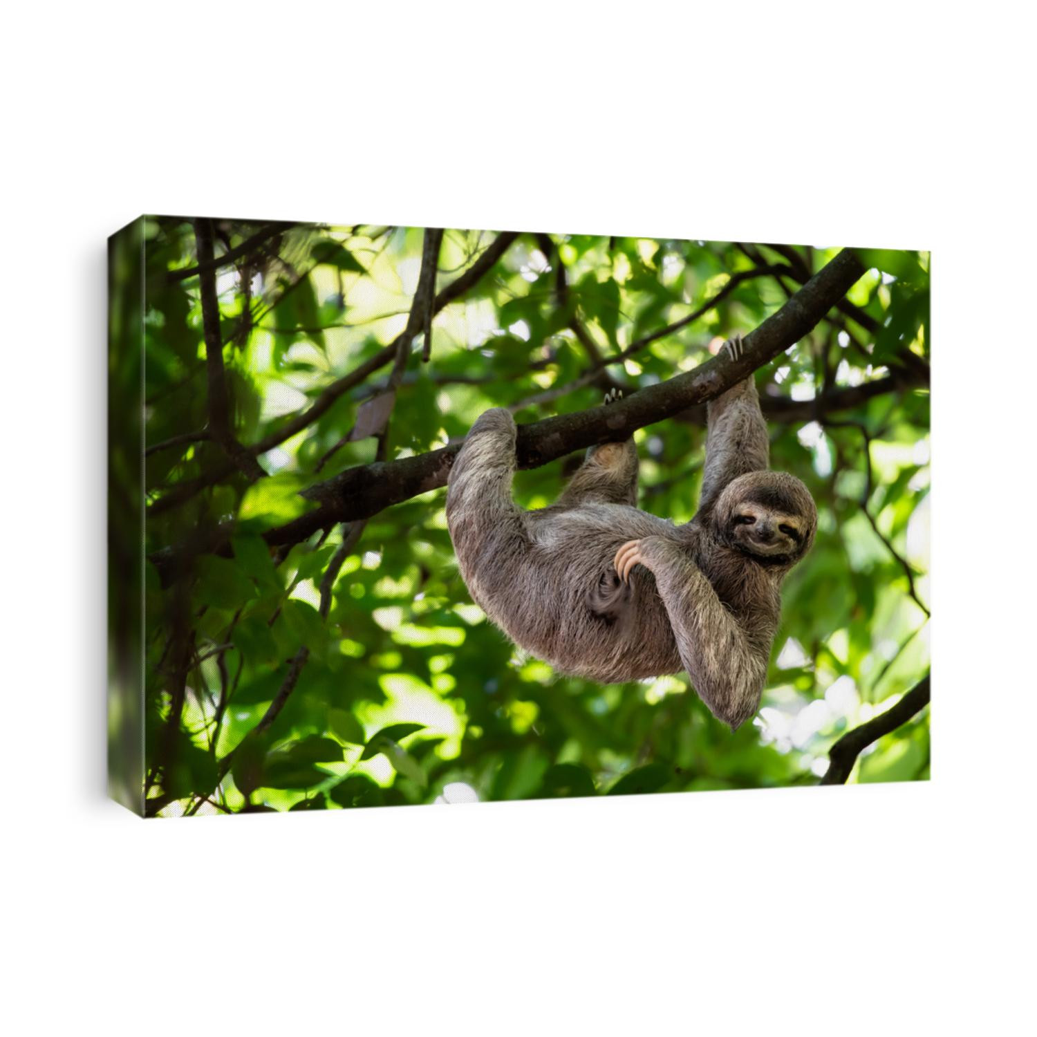 Cute sloth hanging on tree branch with funny face look, perfect portrait of wild animal in the Rainforest of Costa Rica scratching the belly, Bradypus variegatus, brown-throated three-toed sloth,
