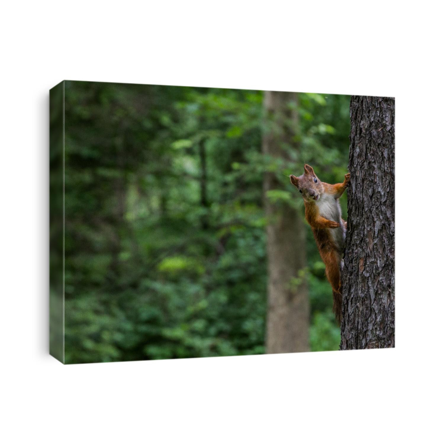 Cute red squirrel animal sitting on a branch of pine forest in sunny spring day in wildlife woods. Amazing picture of beautiful sunny squirrel animal sitting on tree in deep forest, squirrel animal