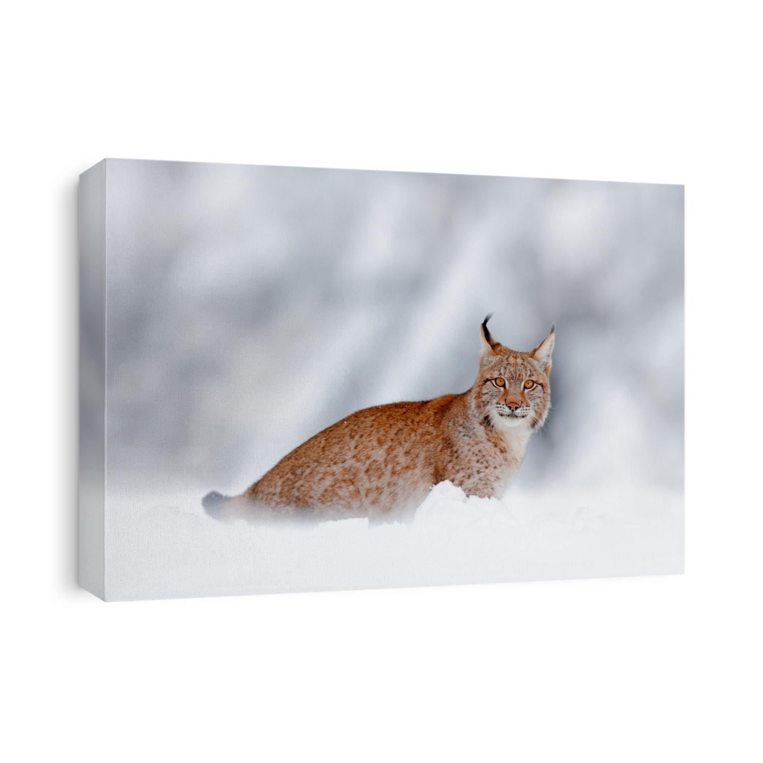 Winter wildlife in Europe. Lynx in the snow, snowy forest in December. Wildlife scene from nature, Germany.