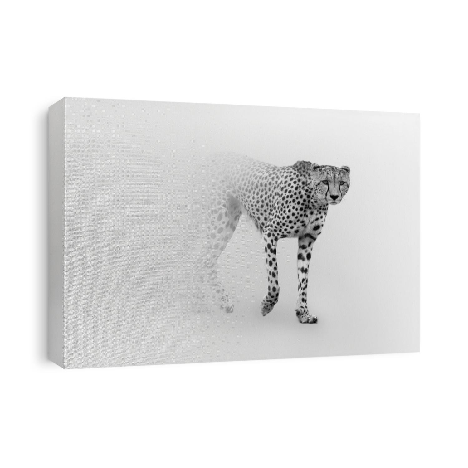 Cheetah is the worlds fastest land animal