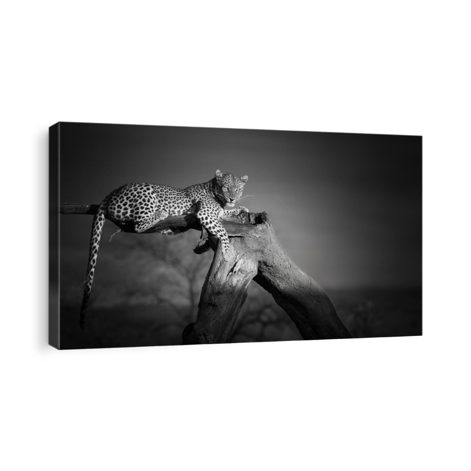 Artistic, black and white photo of an African Leopard, Panthera pardus, lying on the tree, isolated on dark background. Eye contact with african top predator. Okonjima, Namibia. 