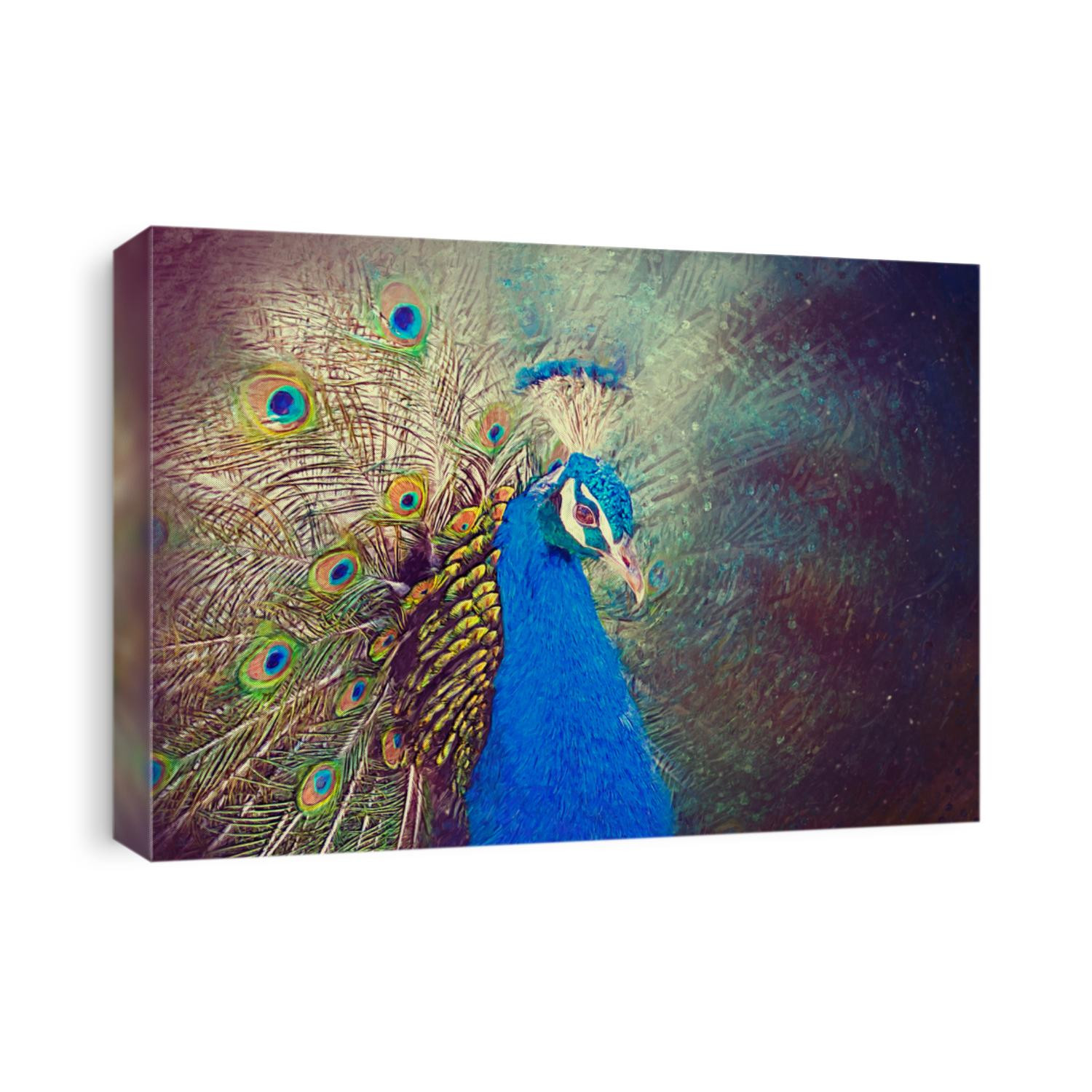 Peacock portrait. Drawn illustration.