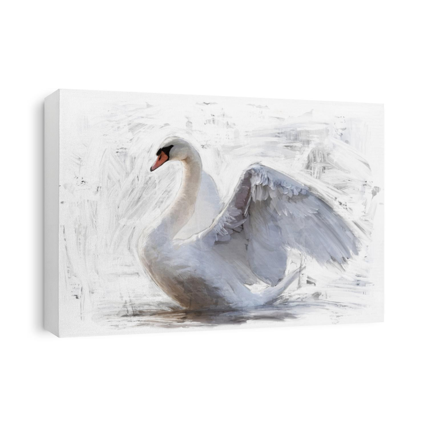 white swan sketch / oil color painting