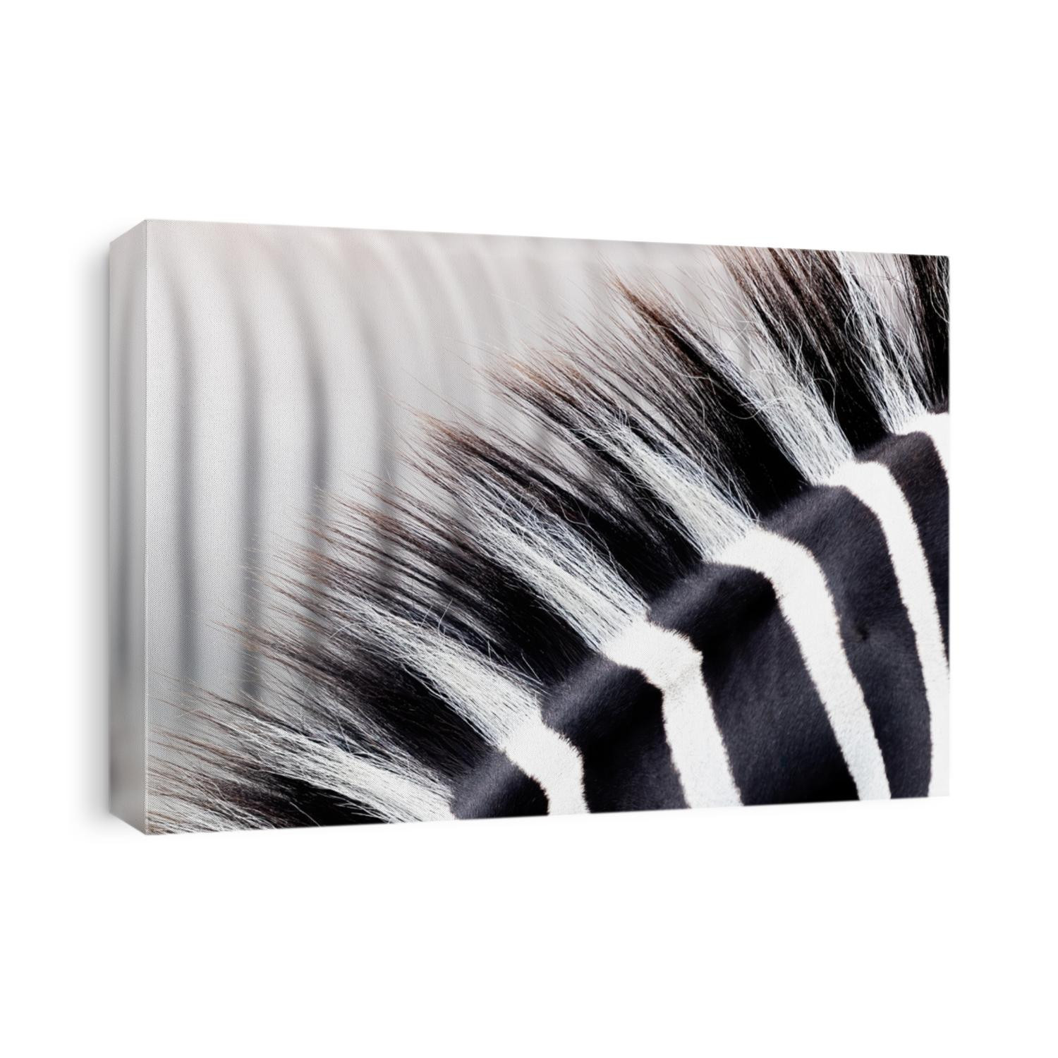Zebra mane detail. Abstract closeup showing the black and white striped mane of one focused animal against a defocused on in the background. Space for text.