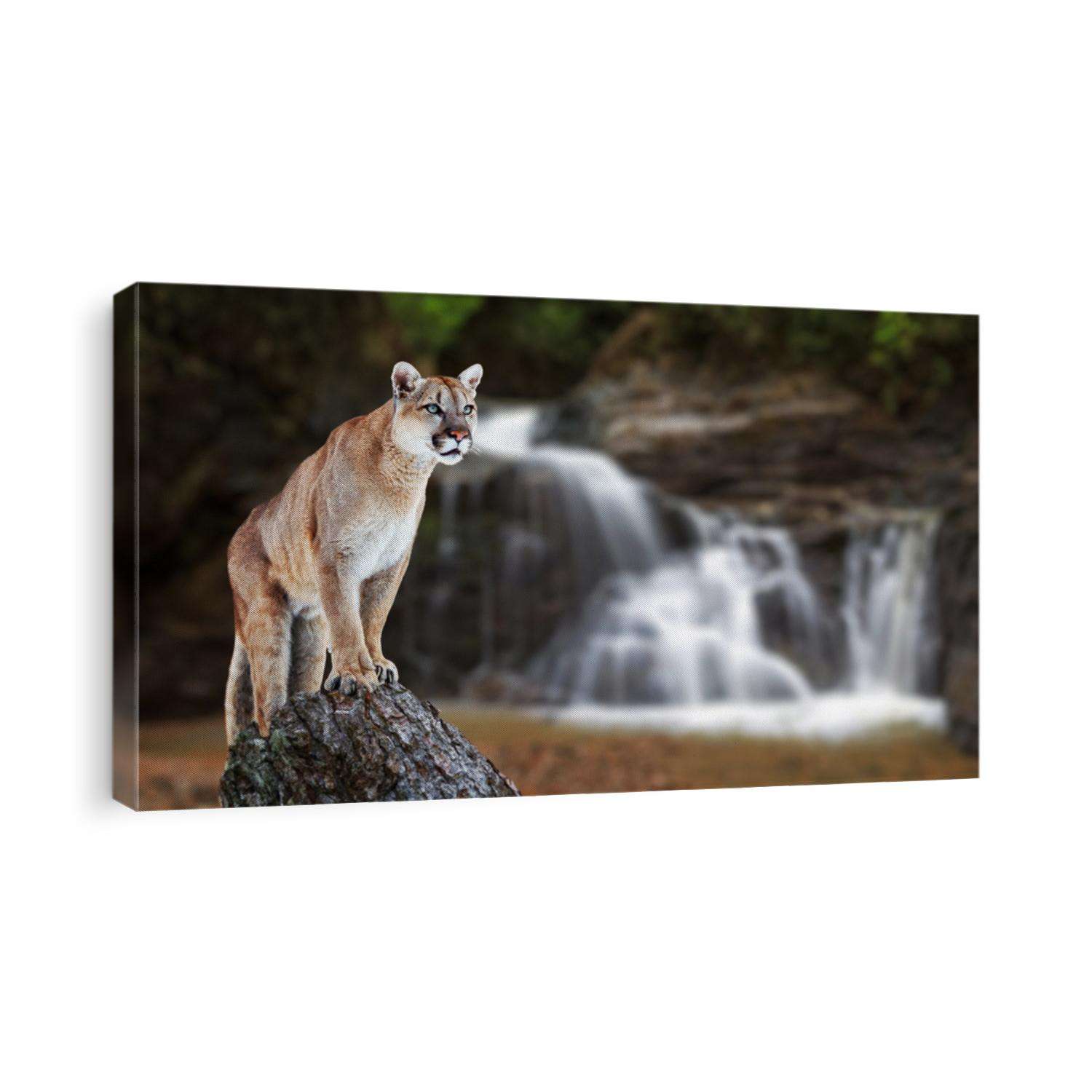 Puma at the Falls, mountain lion, puma.