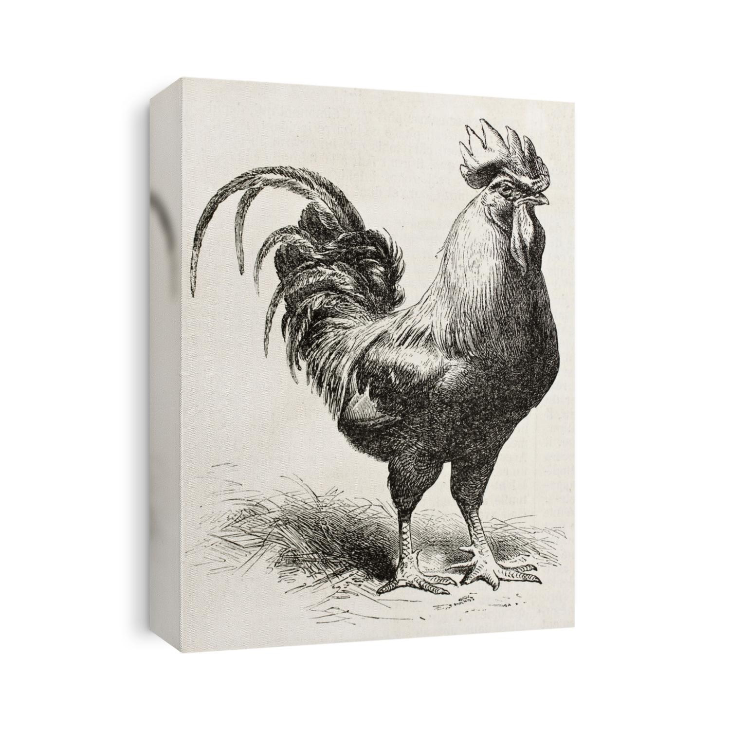Dorking chicken old illustration. Created by Jacque and Lavieille, published on L'Illustration, Journal Universel, Paris, 1858