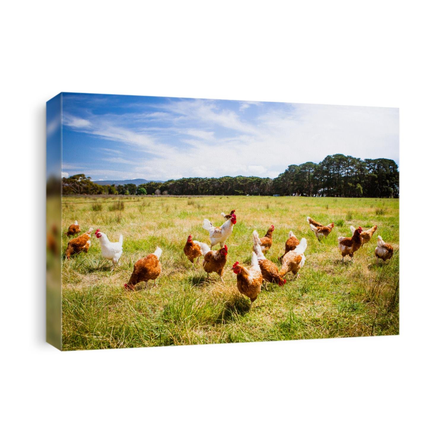 A flock of chickens roam freely in a lush green paddock near Clarkefield in Victoria, Australia