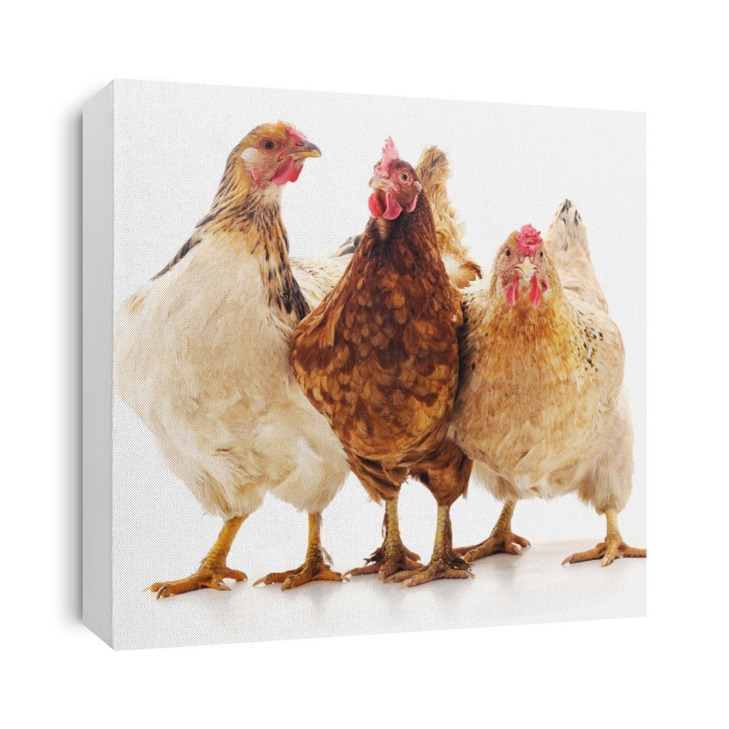 Three brown chicken isolated on white background.