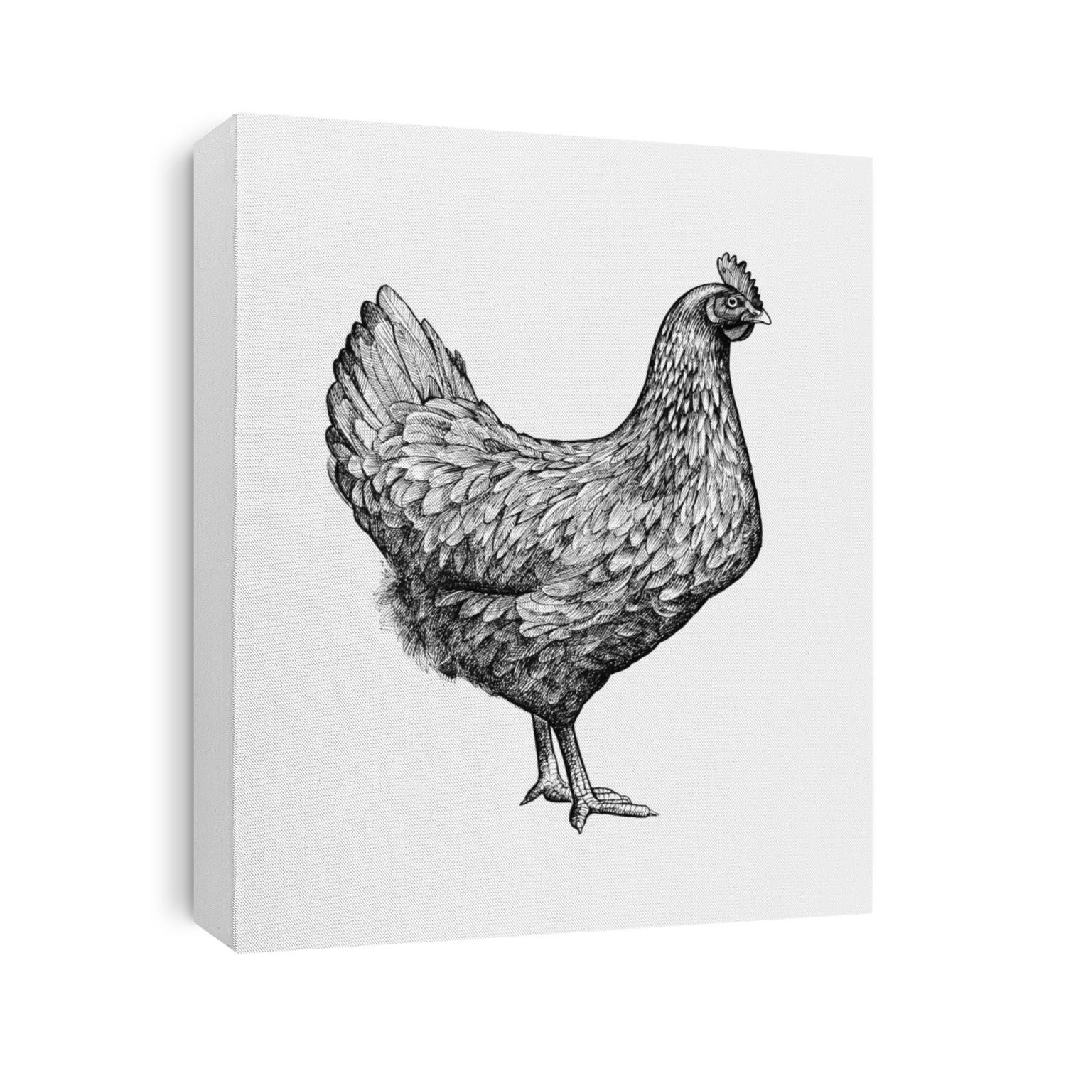 Gorgeous drawing of chicken or hen in retro etching or woodcut style. Female farm bird, domestic fowl, poultry. Illustration for banner, poster, menu, website, t-shirt print, advertisement.