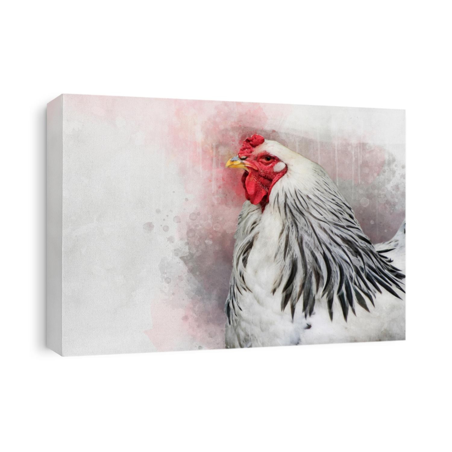 Watercolor painting of a white Columbia Brahma rooster. Bird illustration