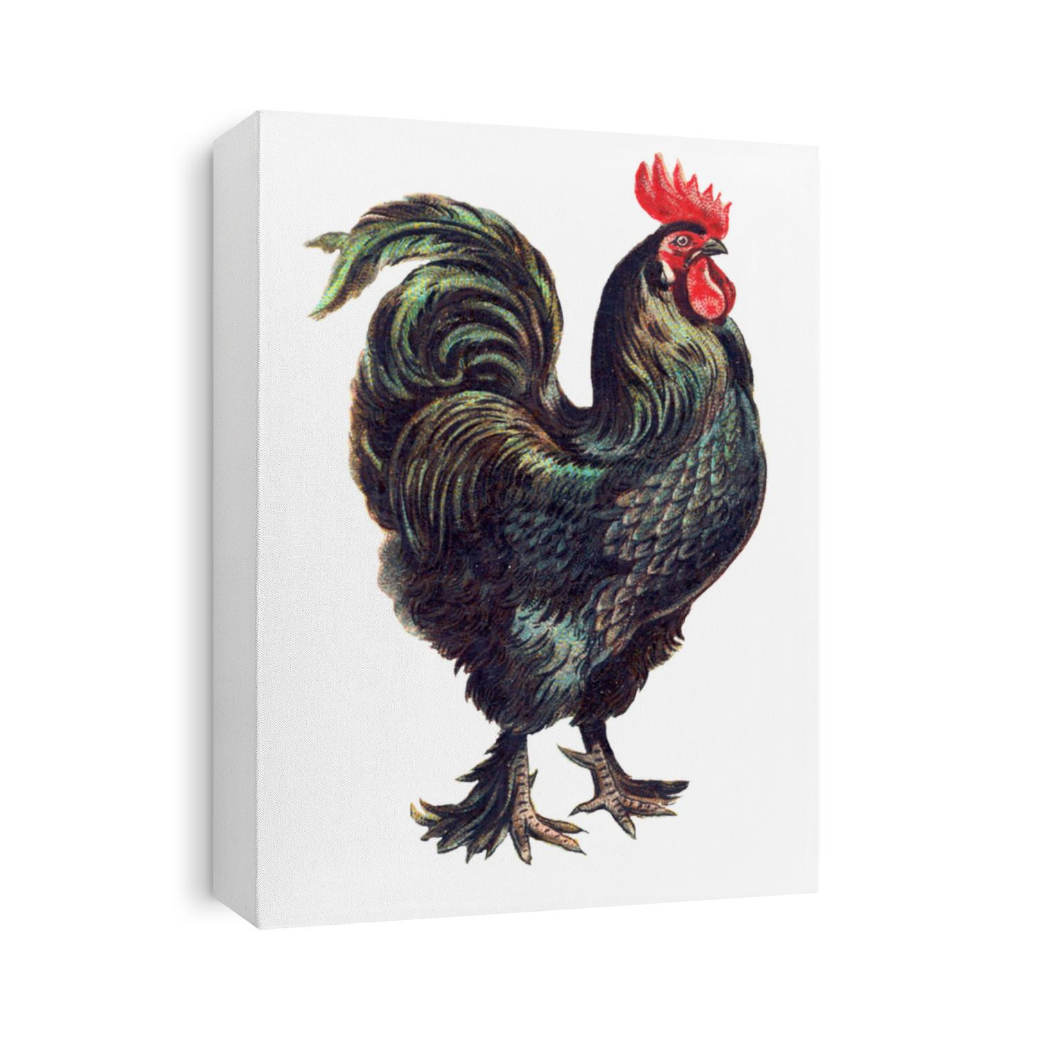 Vintage Black Rooster Chicken Illustration