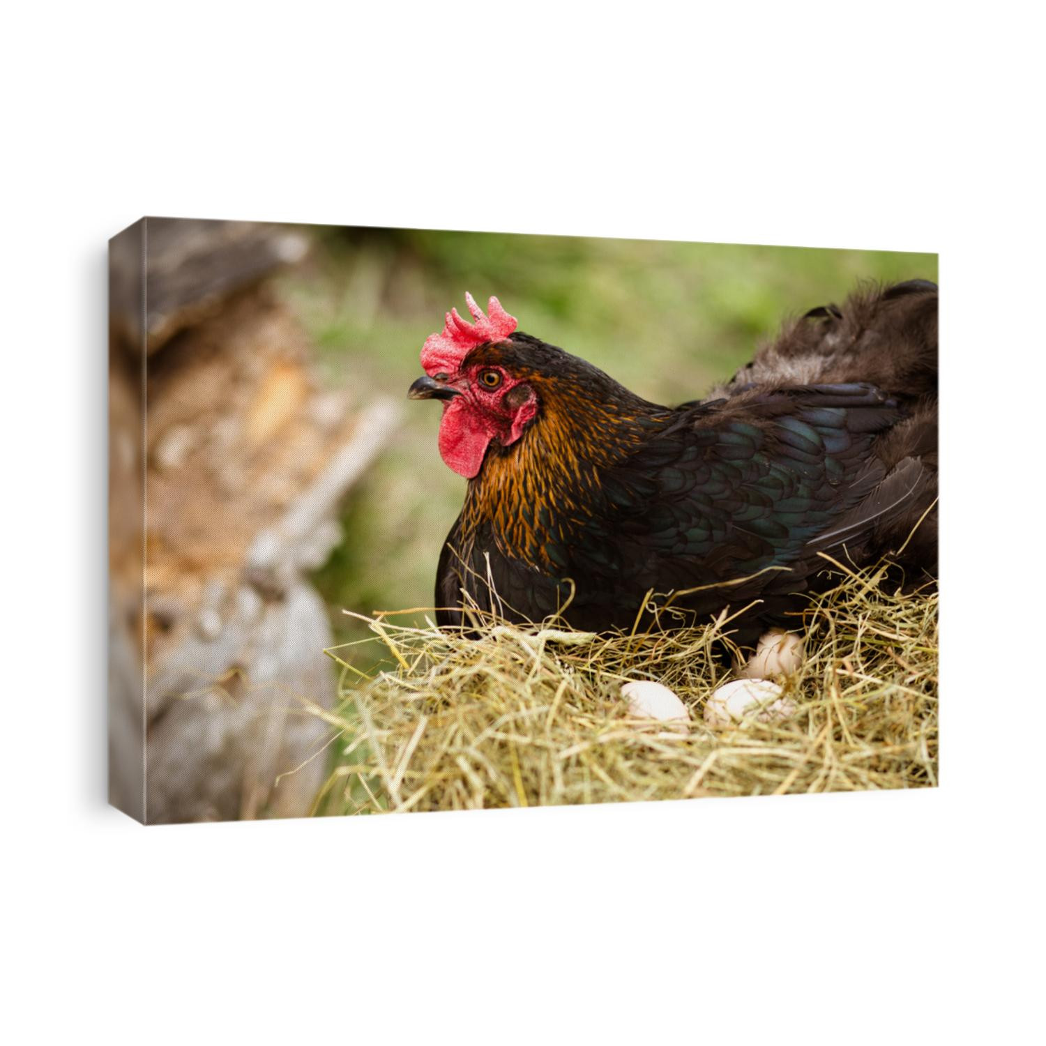 Chicken hatching eggs. The lifestyle of the farm in the countryside, hens are hatching eggs on a pile of straw in rural farms, fresh eggs from the farm in the countryside.