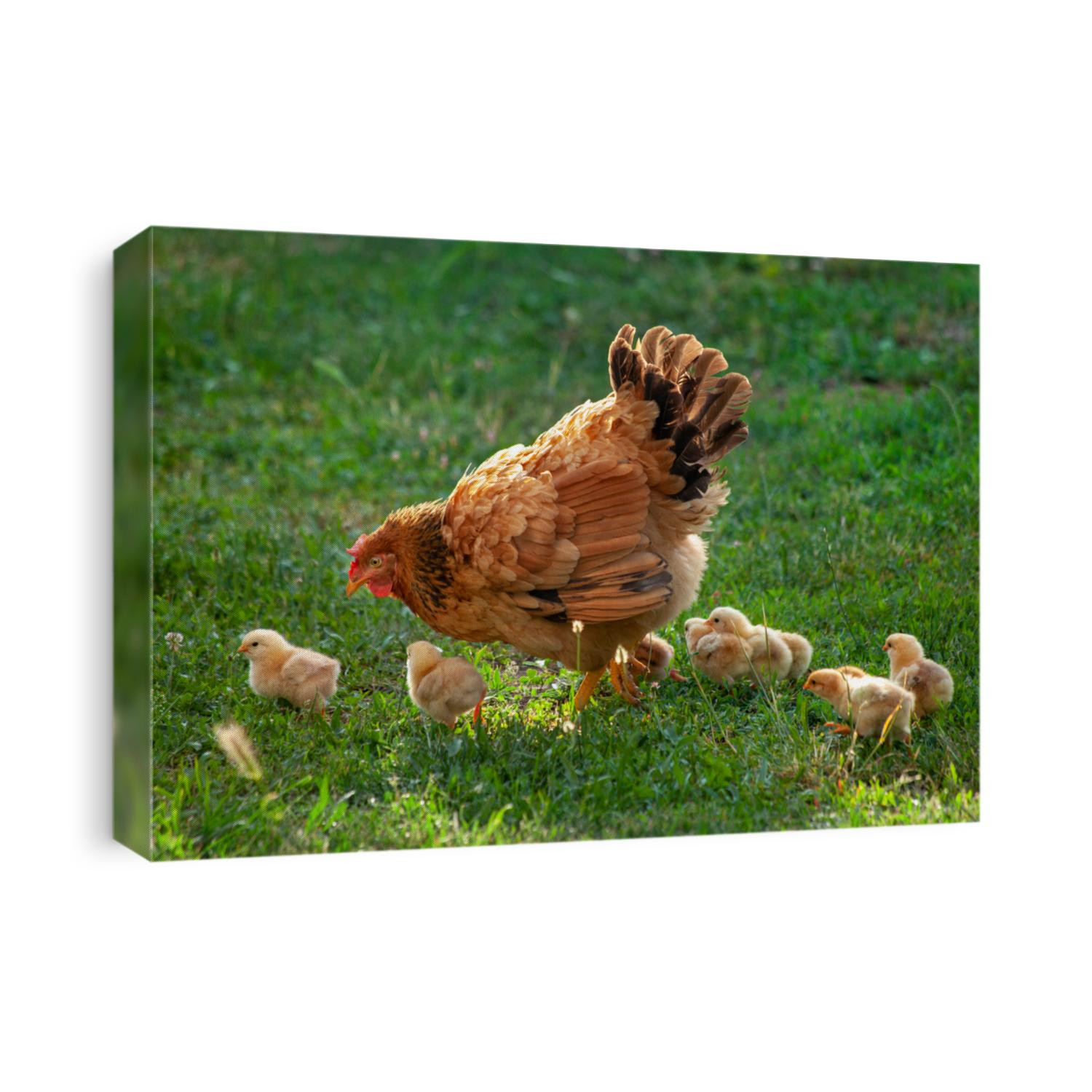 Poultry in a rural yard. Hen and chickens in a grass in the village against sun photos. Gallus gallus domesticus. Poultry organic farm. Organic farming. Sustainable economy. Natural farming. 