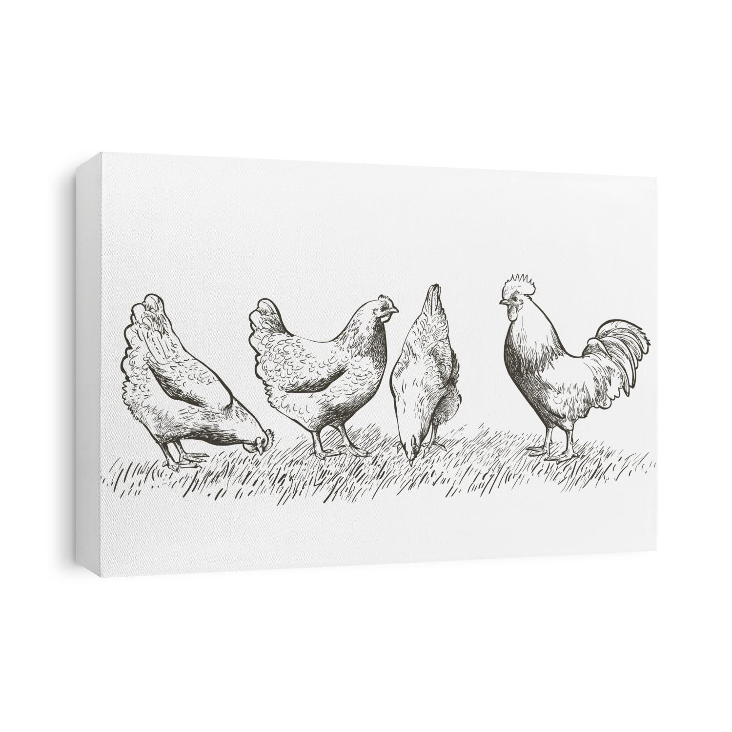 Set of chickens and rooster on the field grass. Decorative bird hen silhouette pattern realistic engrave. Farm animal logo. Vector illustration of a poultry in vintage style