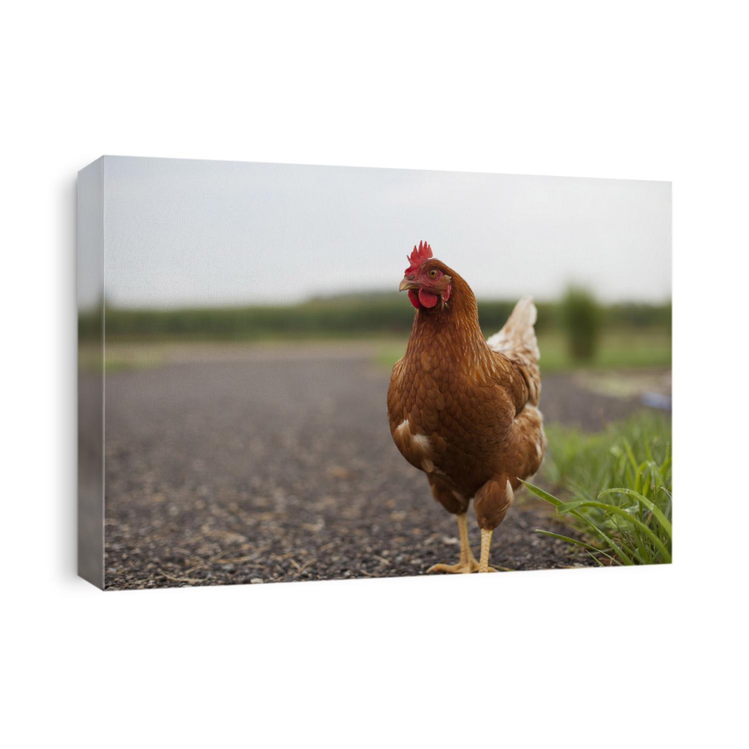 Chicken Crossing the Road