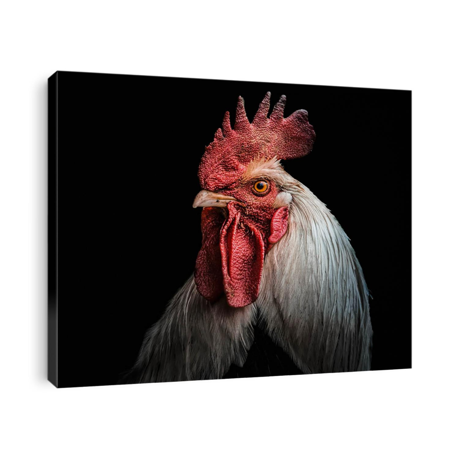 A portrait of a rooster,
