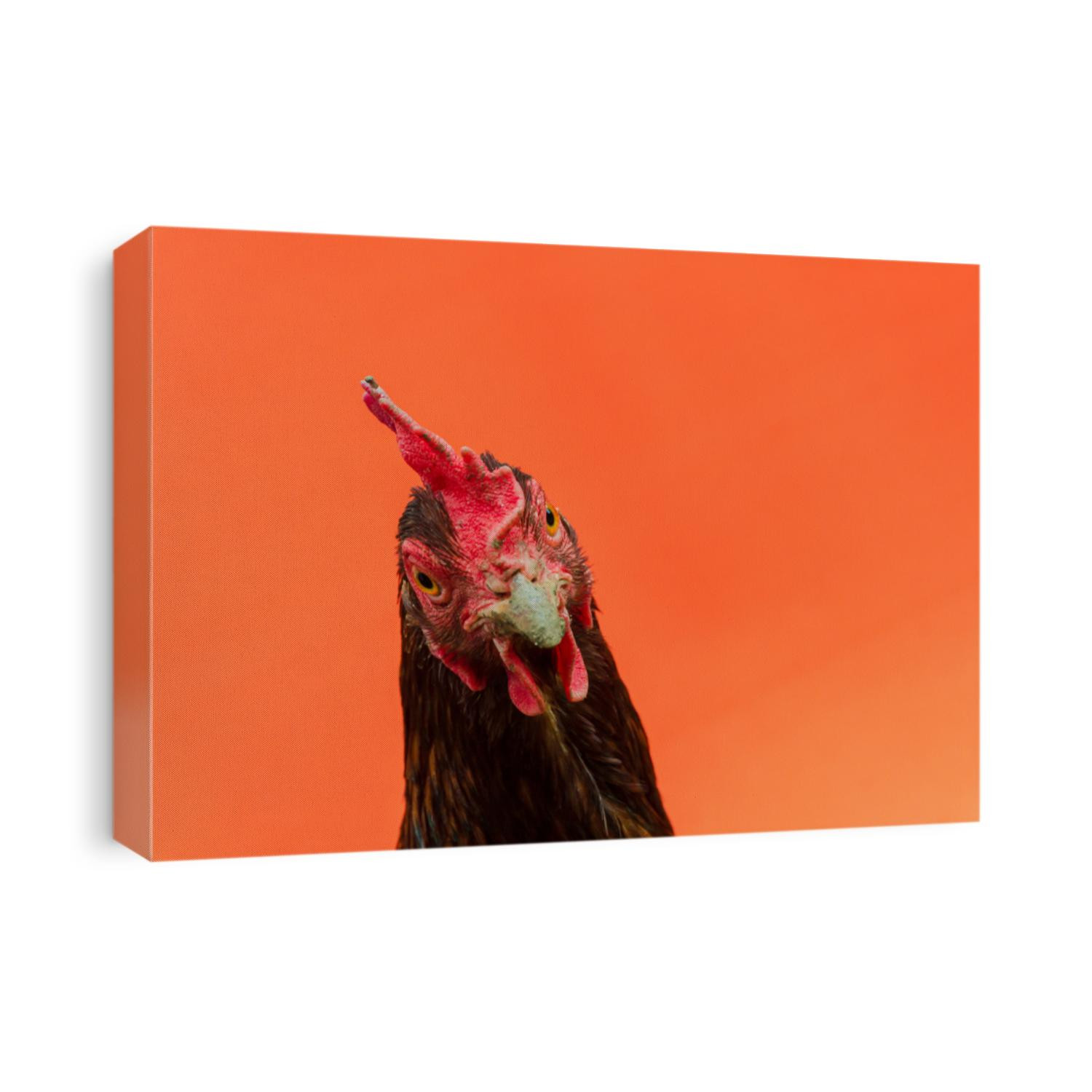 closeup the face of a teardrop hen on an orange background,copy space.