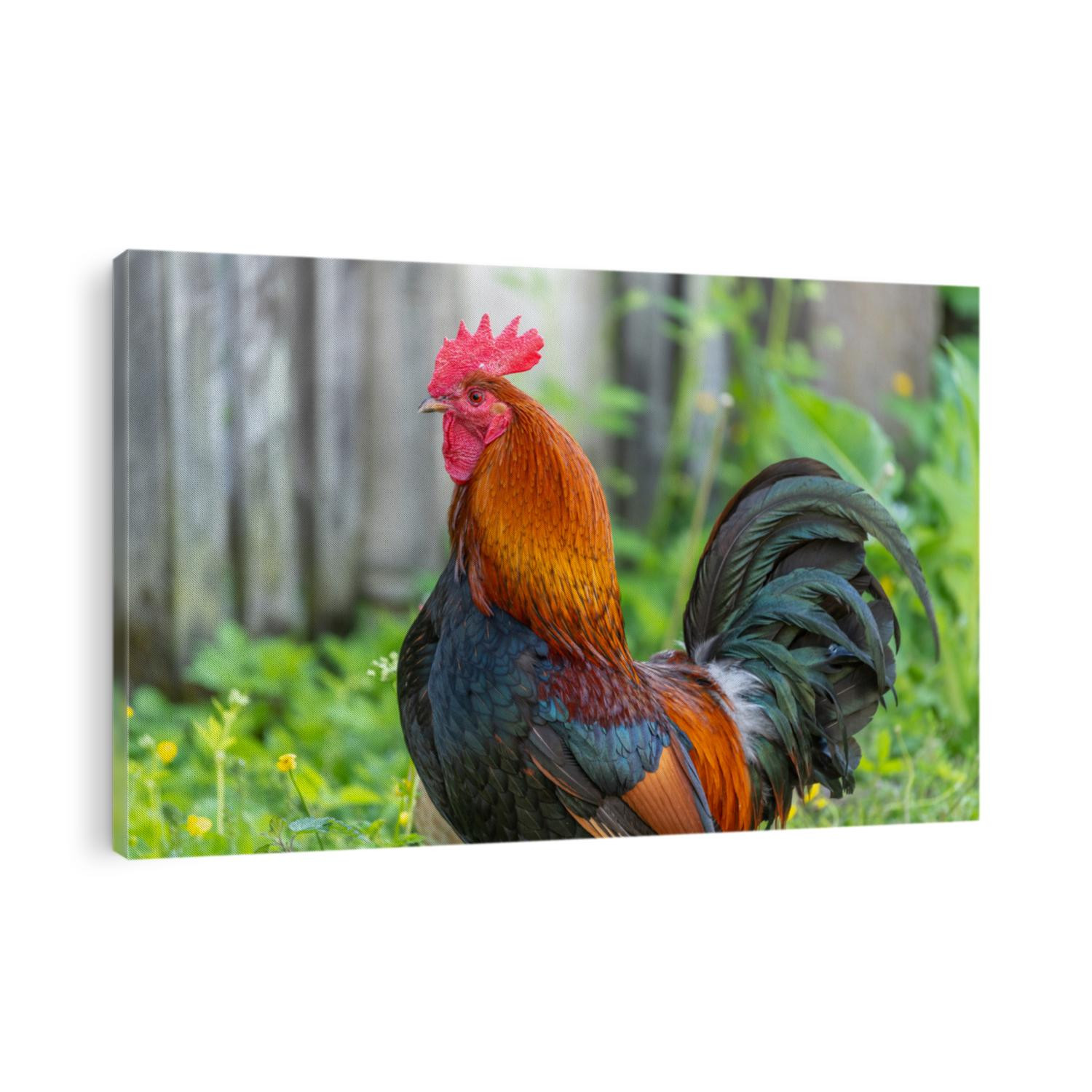 Rooster on an educational farm in the countryside. France, Alsace.