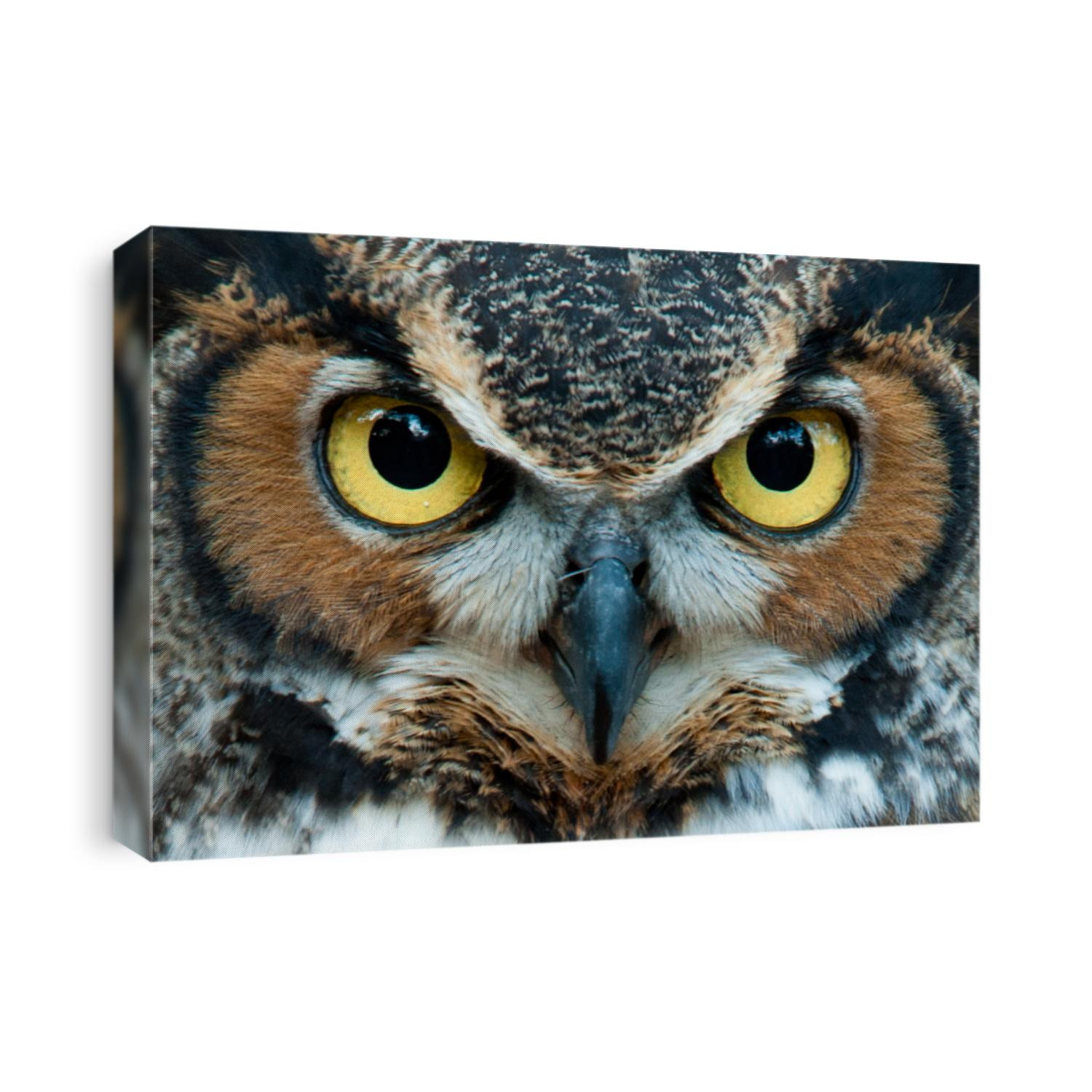 Great Horned Owl staring with golden eyes