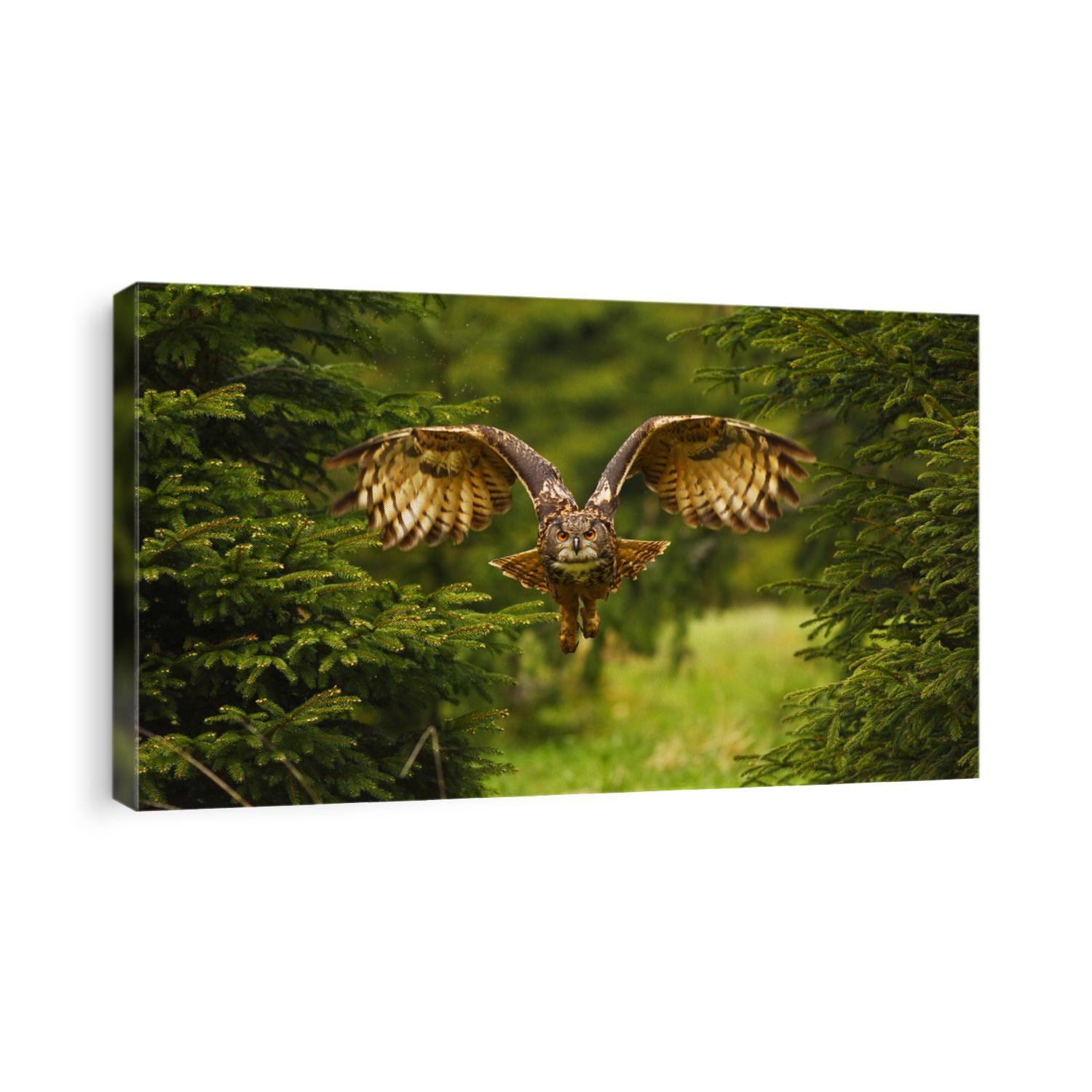The Eurasian eagle-owl flying in the forest in the mountains low tatra