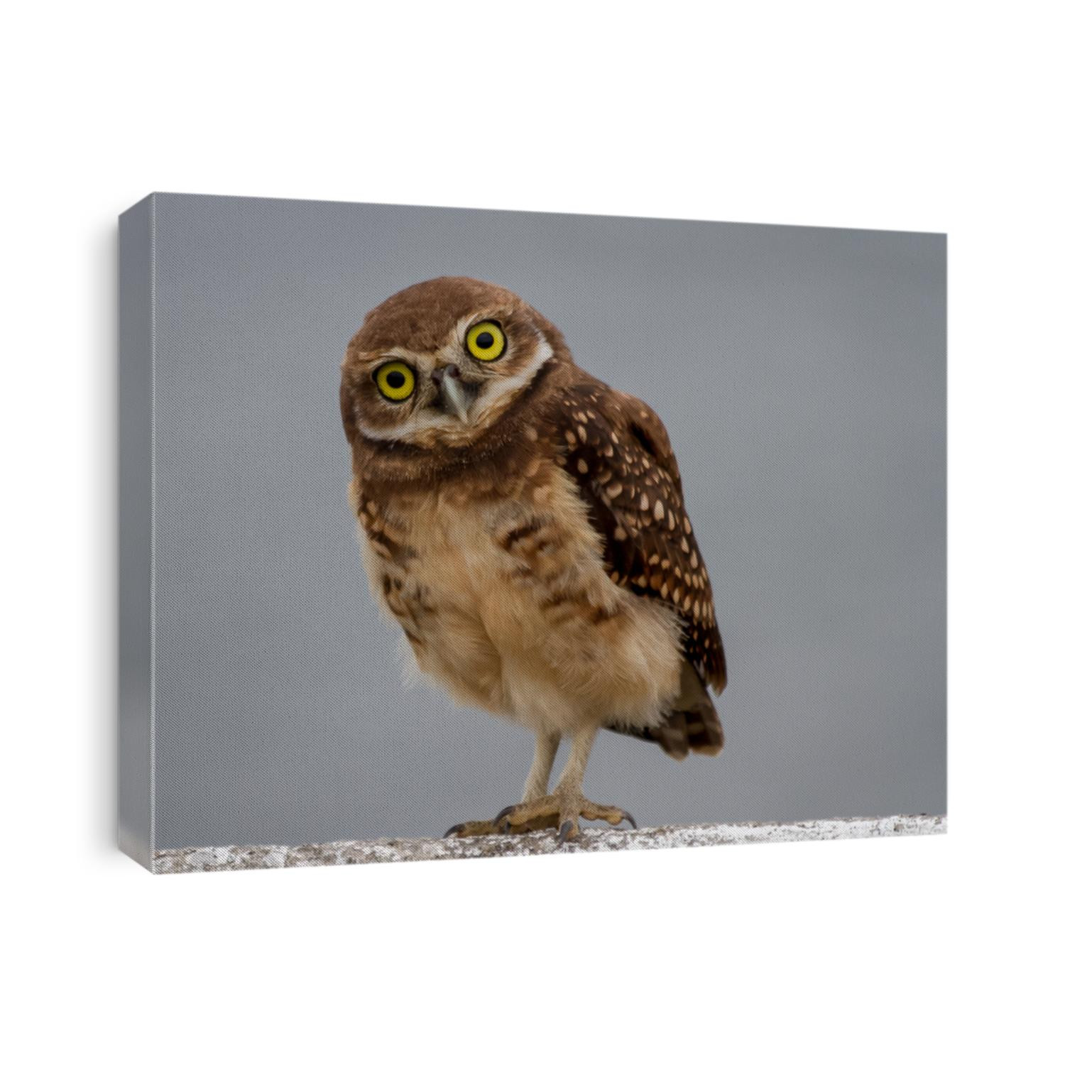 The lucky owl for the new year. Burrowing owl. Athene cunicularia. The large yellow owl eyes.