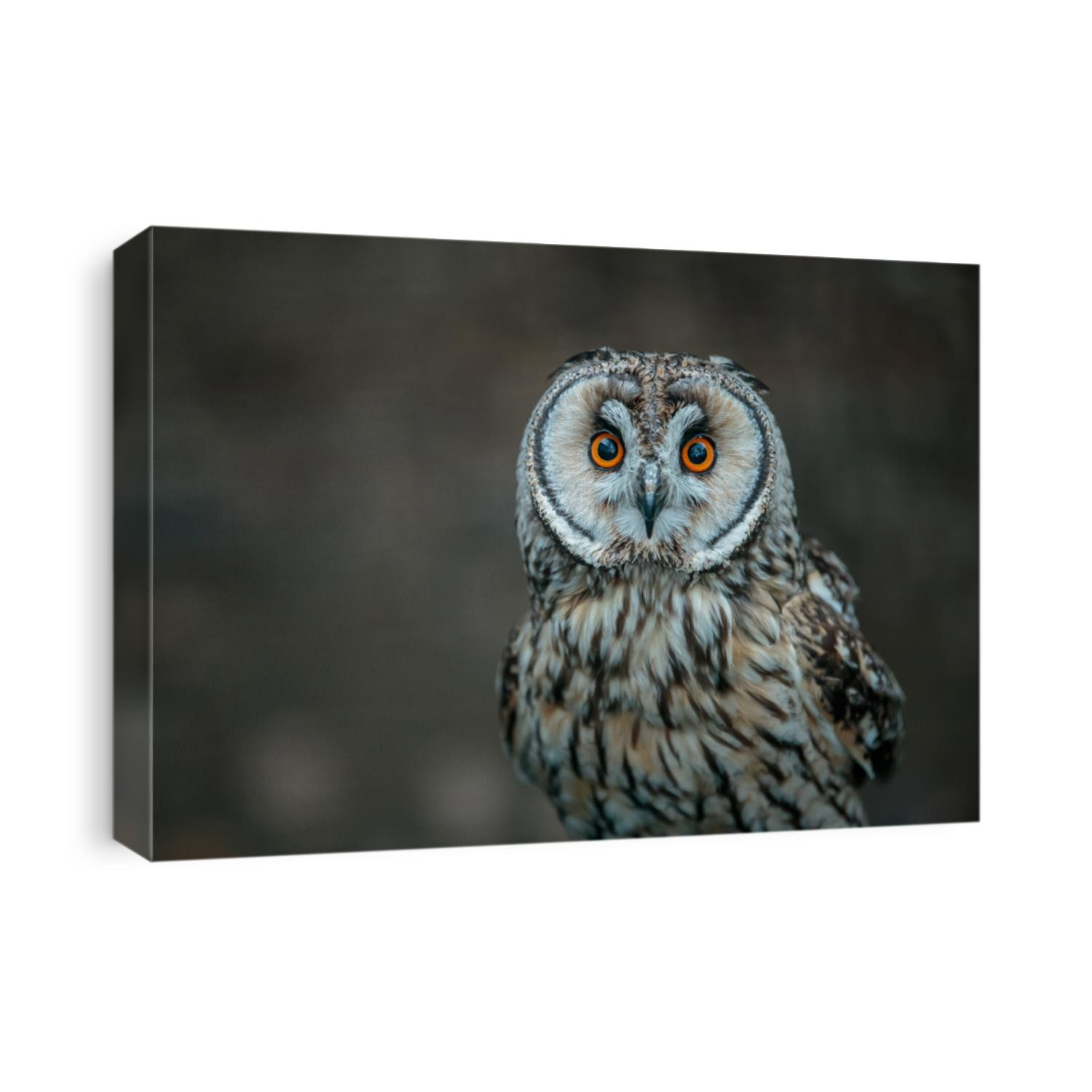 The short-eared owl is a species of typical owl. Owls belonging to genus Asio are known as the eared owls, as they have tufts of feathers resembling mammalian ears.