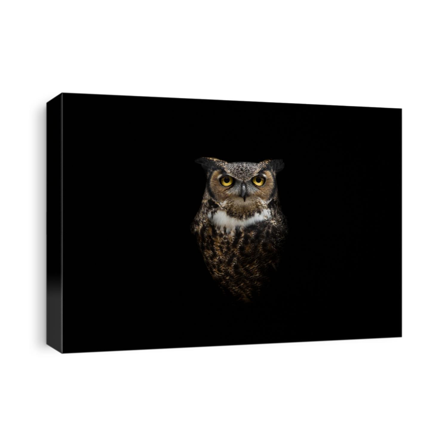 Isolated intense Great Horned Owl stare